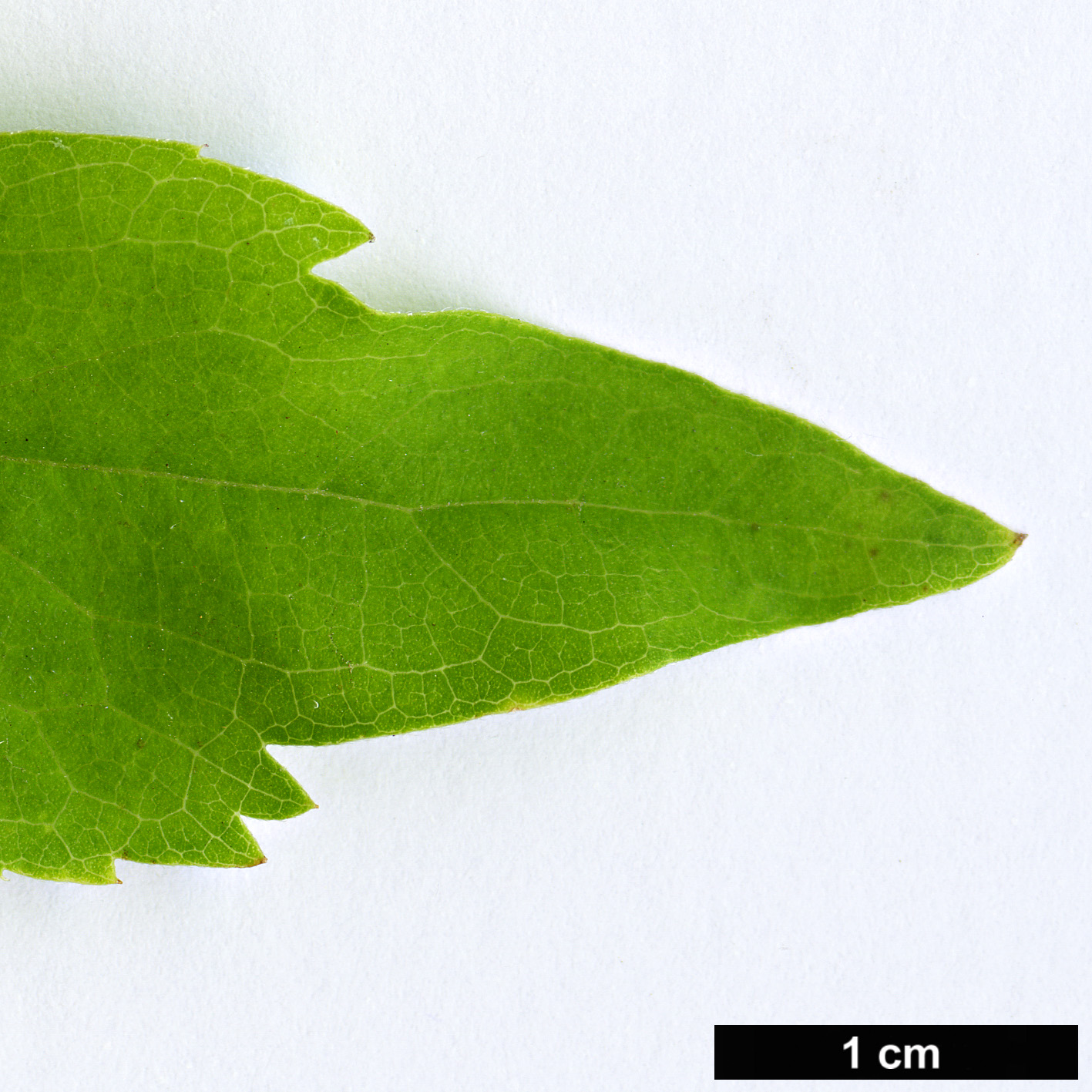 High resolution image: Family: Cannabaceae - Genus: Celtis - Taxon: biondii