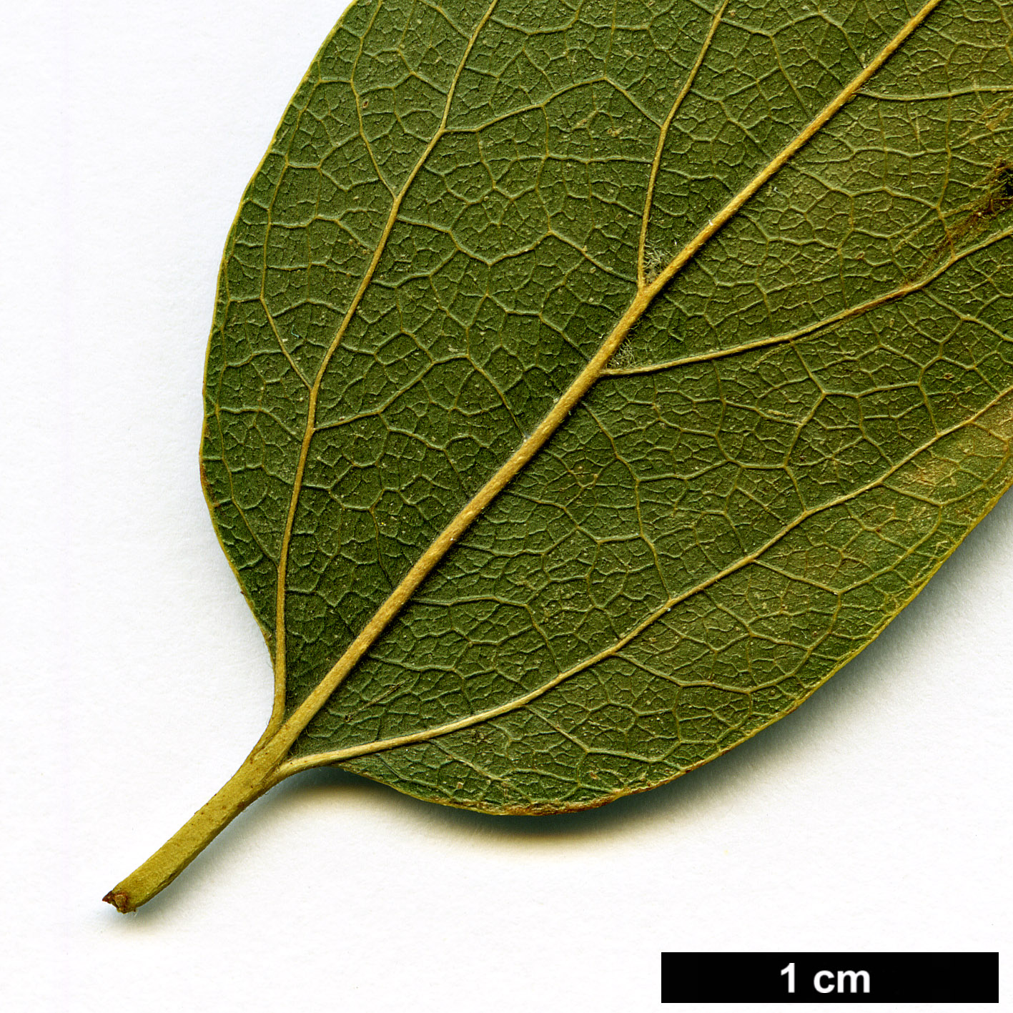 High resolution image: Family: Cannabaceae - Genus: Celtis - Taxon: bungeana