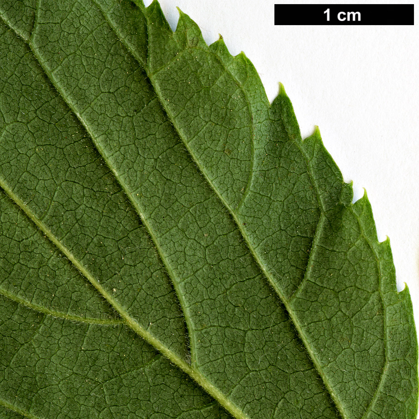 High resolution image: Family: Cannabaceae - Genus: Celtis - Taxon: caucasica