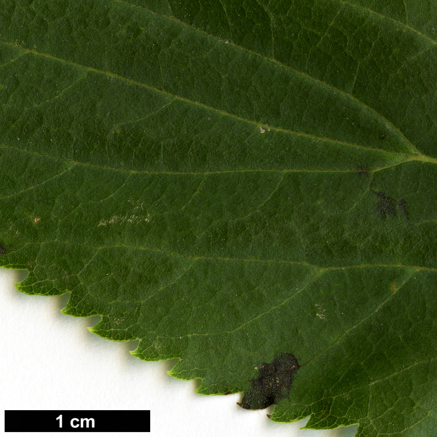 High resolution image: Family: Cannabaceae - Genus: Celtis - Taxon: choseniana