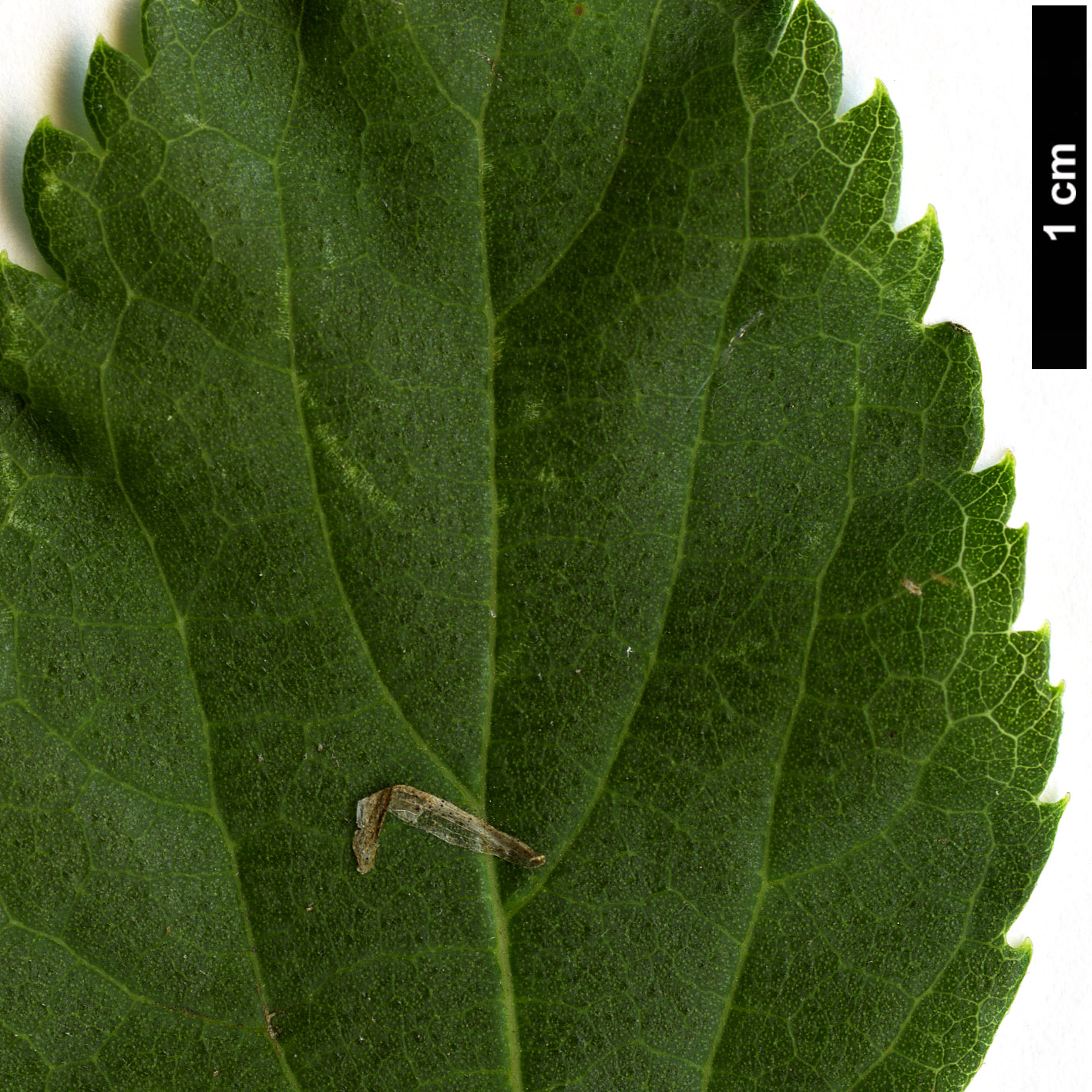High resolution image: Family: Cannabaceae - Genus: Celtis - Taxon: glabrata