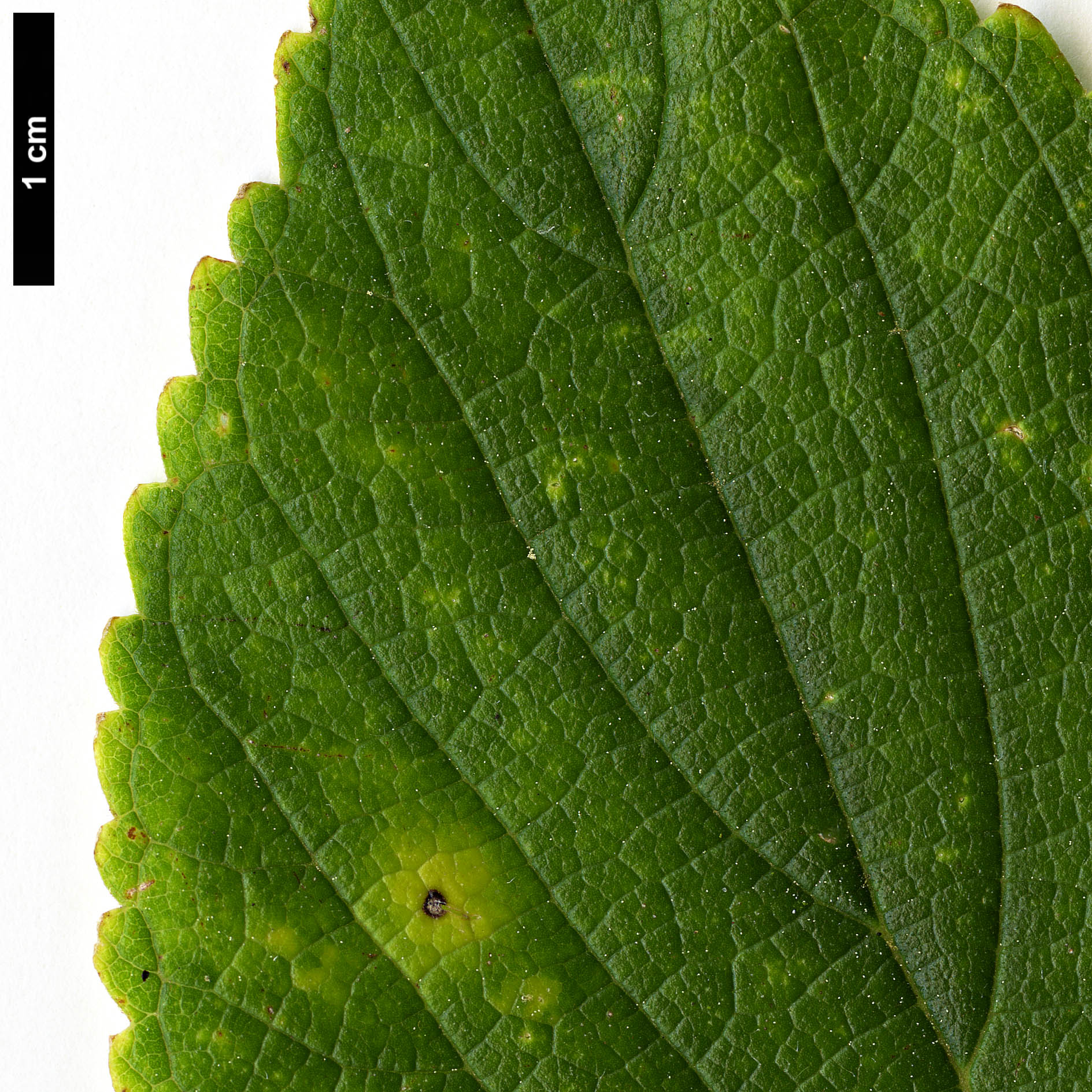 High resolution image: Family: Cannabaceae - Genus: Celtis - Taxon: julianae