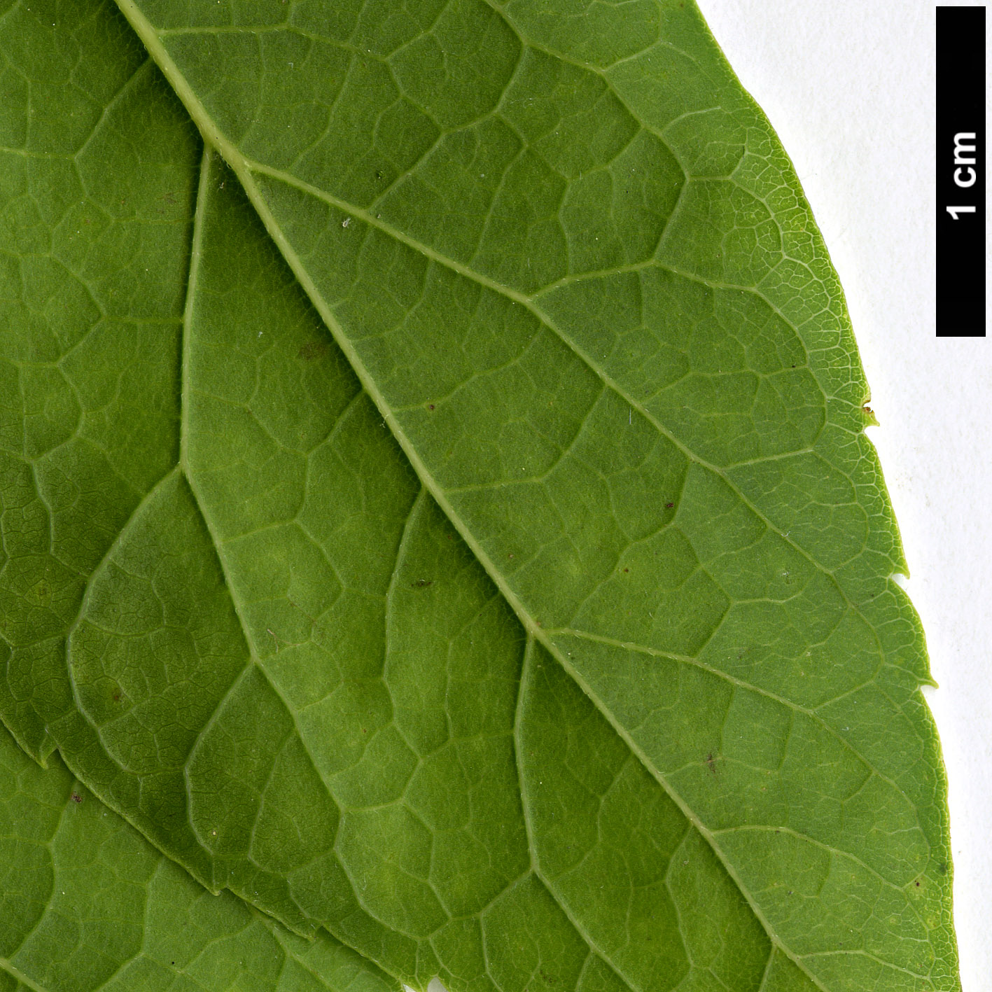High resolution image: Family: Cannabaceae - Genus: Celtis - Taxon: laevigata