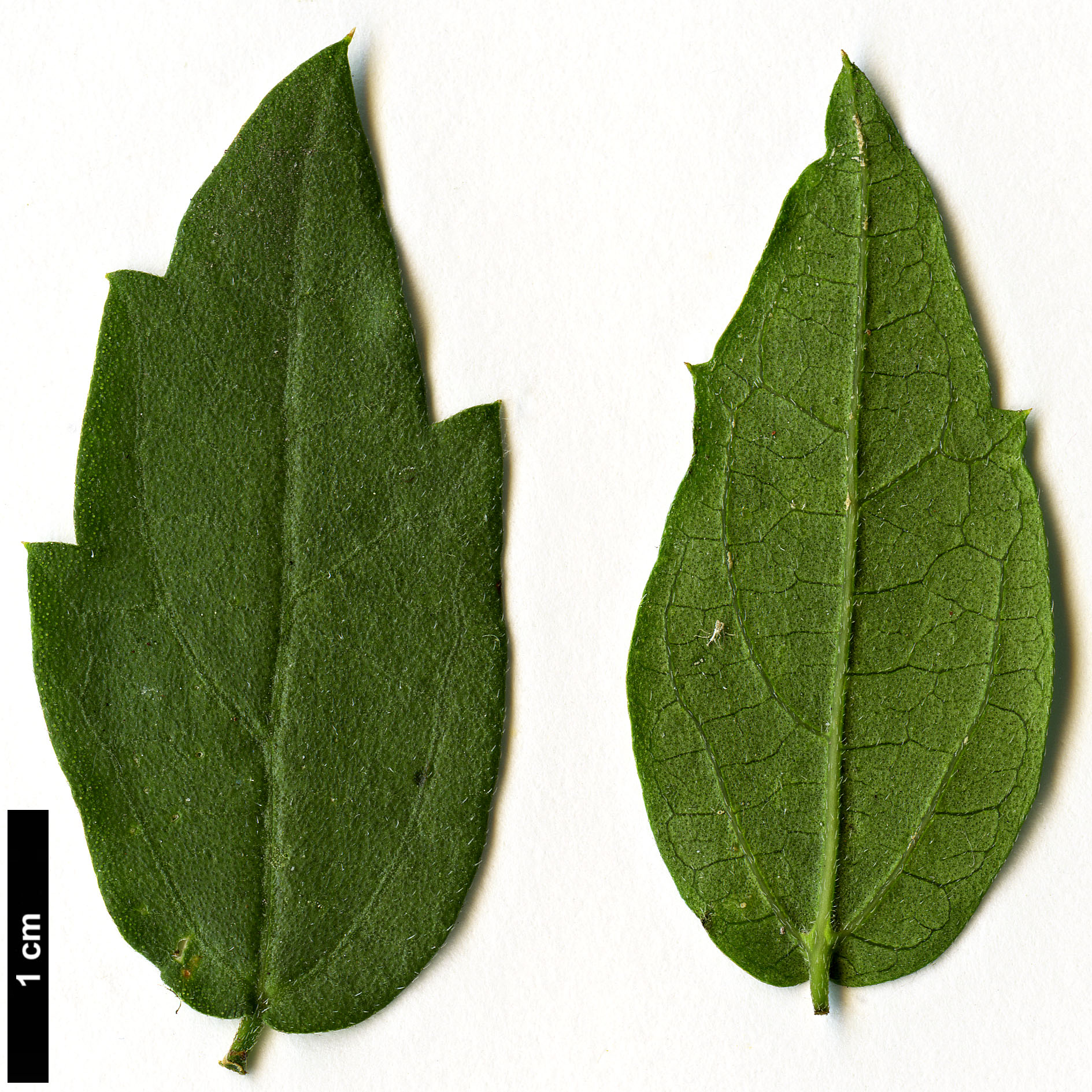 High resolution image: Family: Cannabaceae - Genus: Celtis - Taxon: pallida