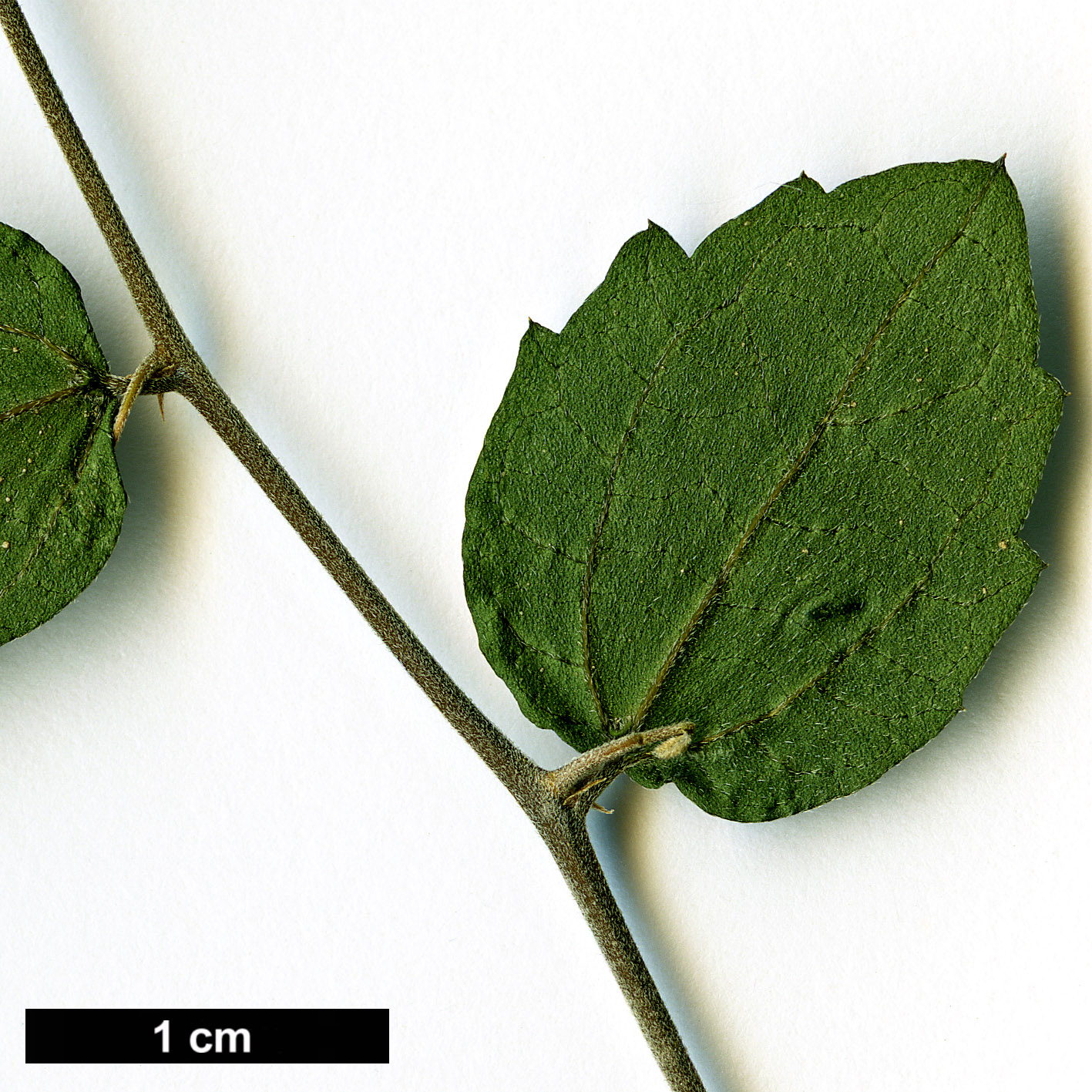High resolution image: Family: Cannabaceae - Genus: Celtis - Taxon: pallida