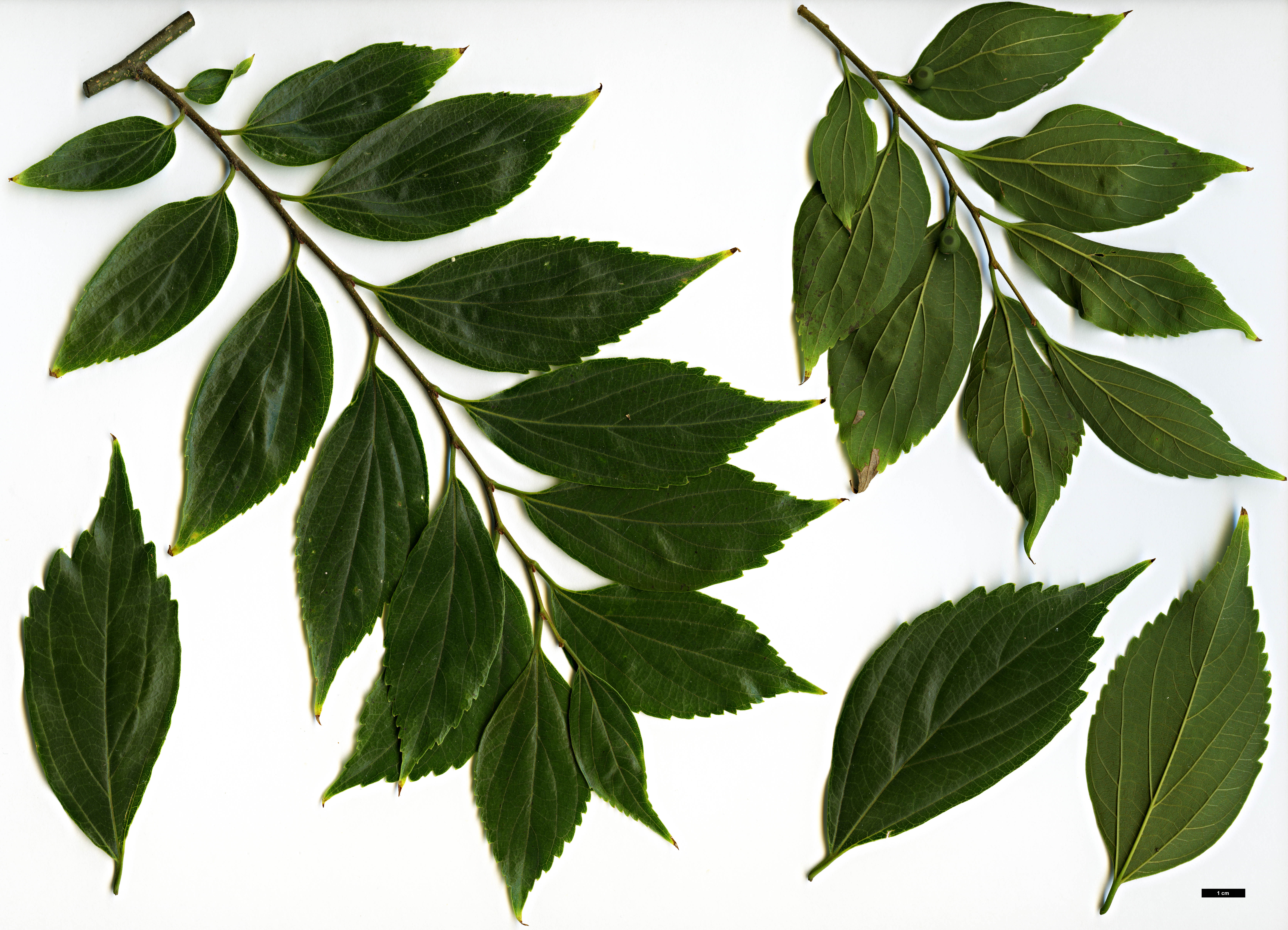 High resolution image: Family: Cannabaceae - Genus: Celtis - Taxon: sinensis