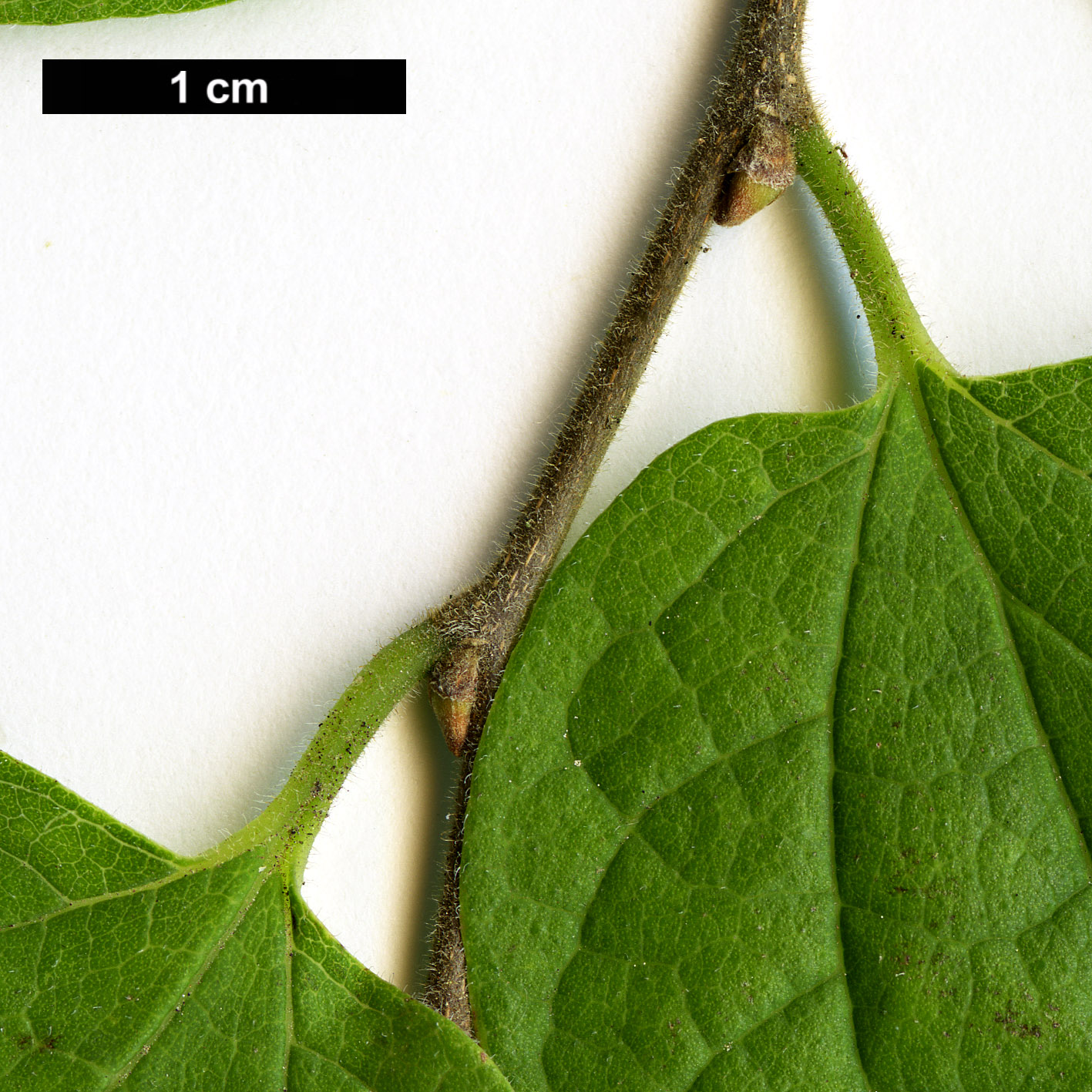 High resolution image: Family: Cannabaceae - Genus: Celtis - Taxon: tenuifolia