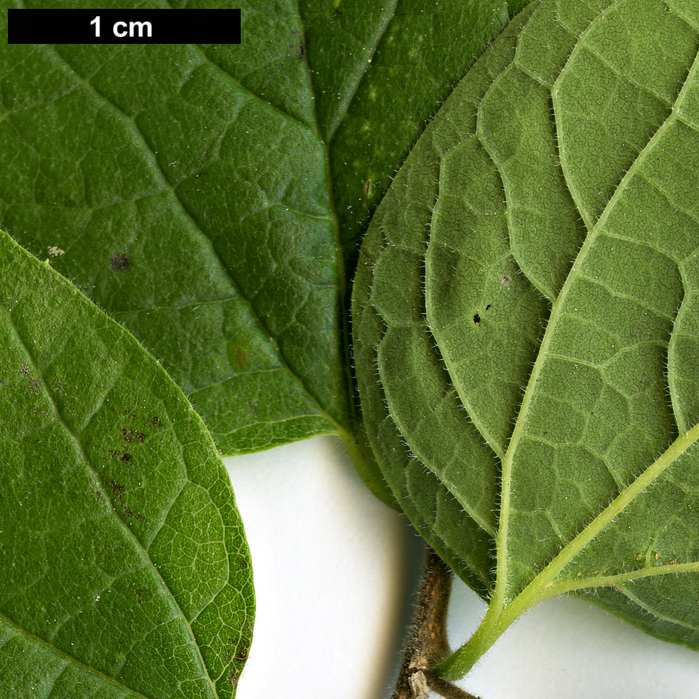 High resolution image: Family: Cannabaceae - Genus: Celtis - Taxon: tenuifolia