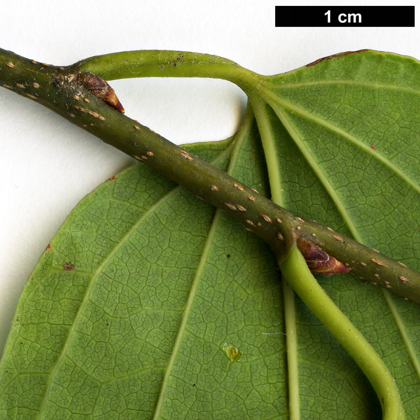 High resolution image: Family: Cannabaceae - Genus: Celtis - Taxon: tetrandra