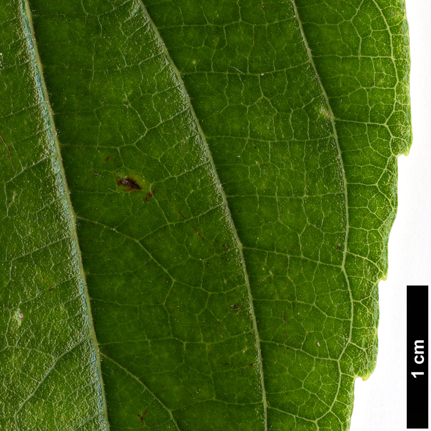 High resolution image: Family: Cannabaceae - Genus: Celtis - Taxon: tetrandra
