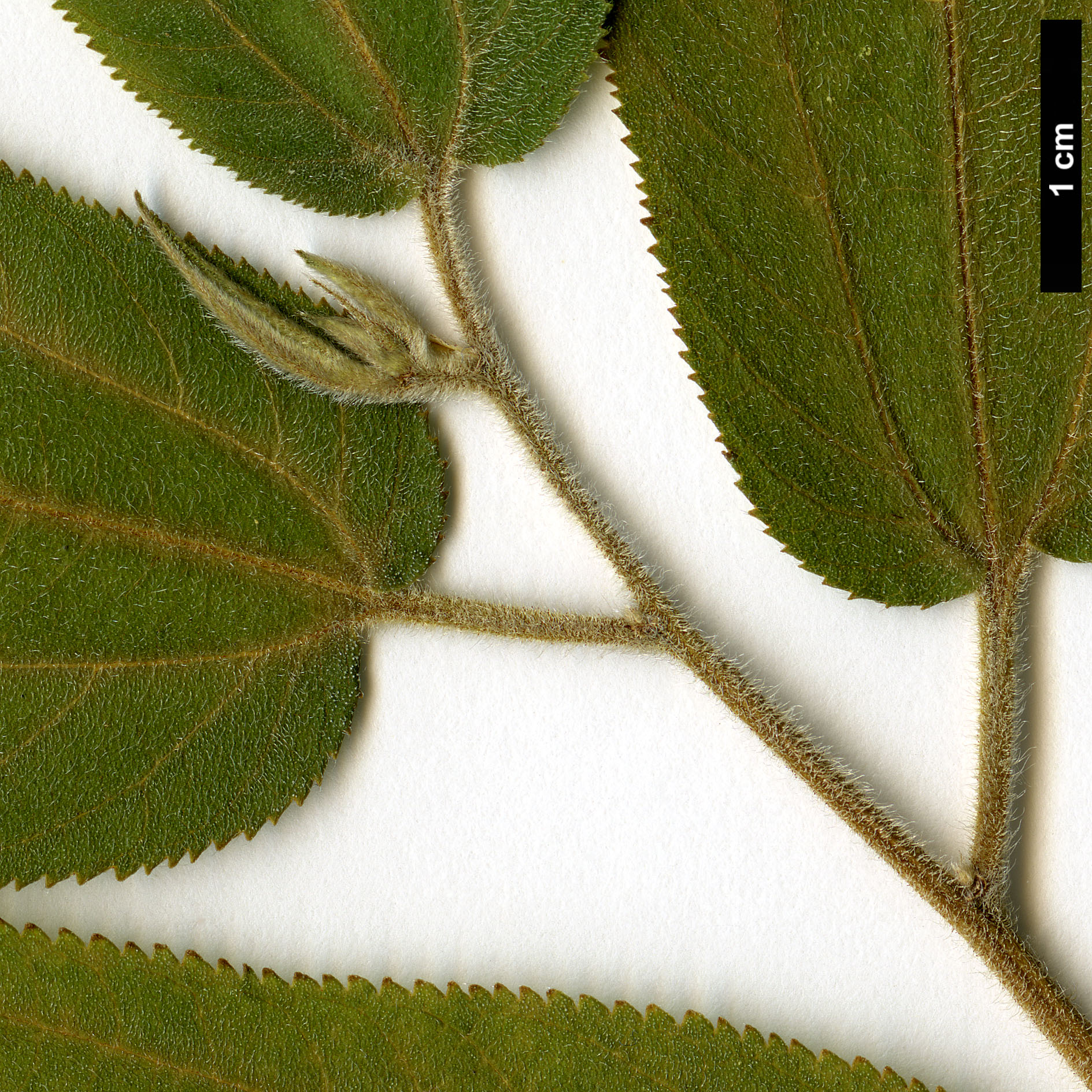 High resolution image: Family: Cannabaceae - Genus: Trema - Taxon: orientalis