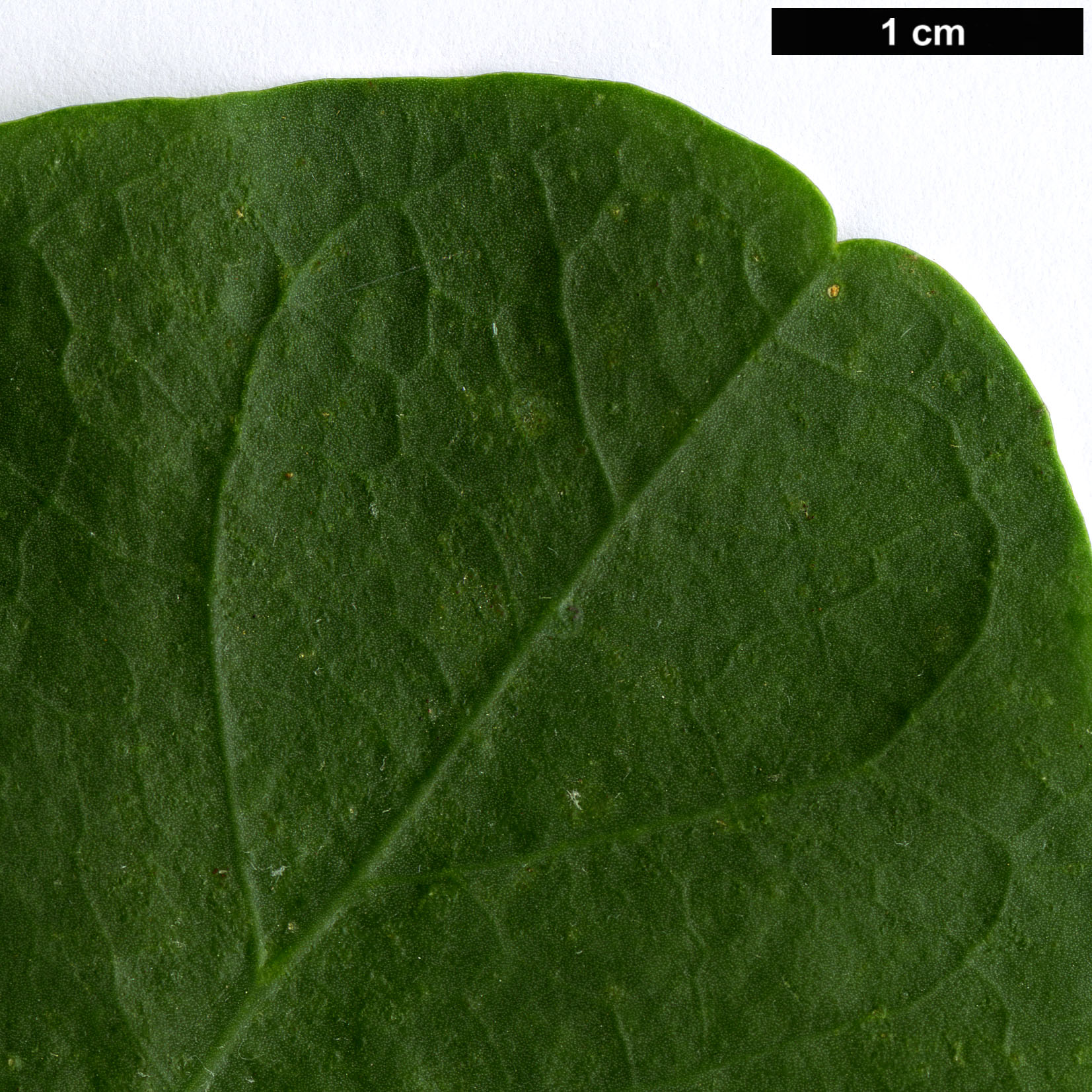 High resolution image: Family: Capparaceae - Genus: Capparis - Taxon: spinosa