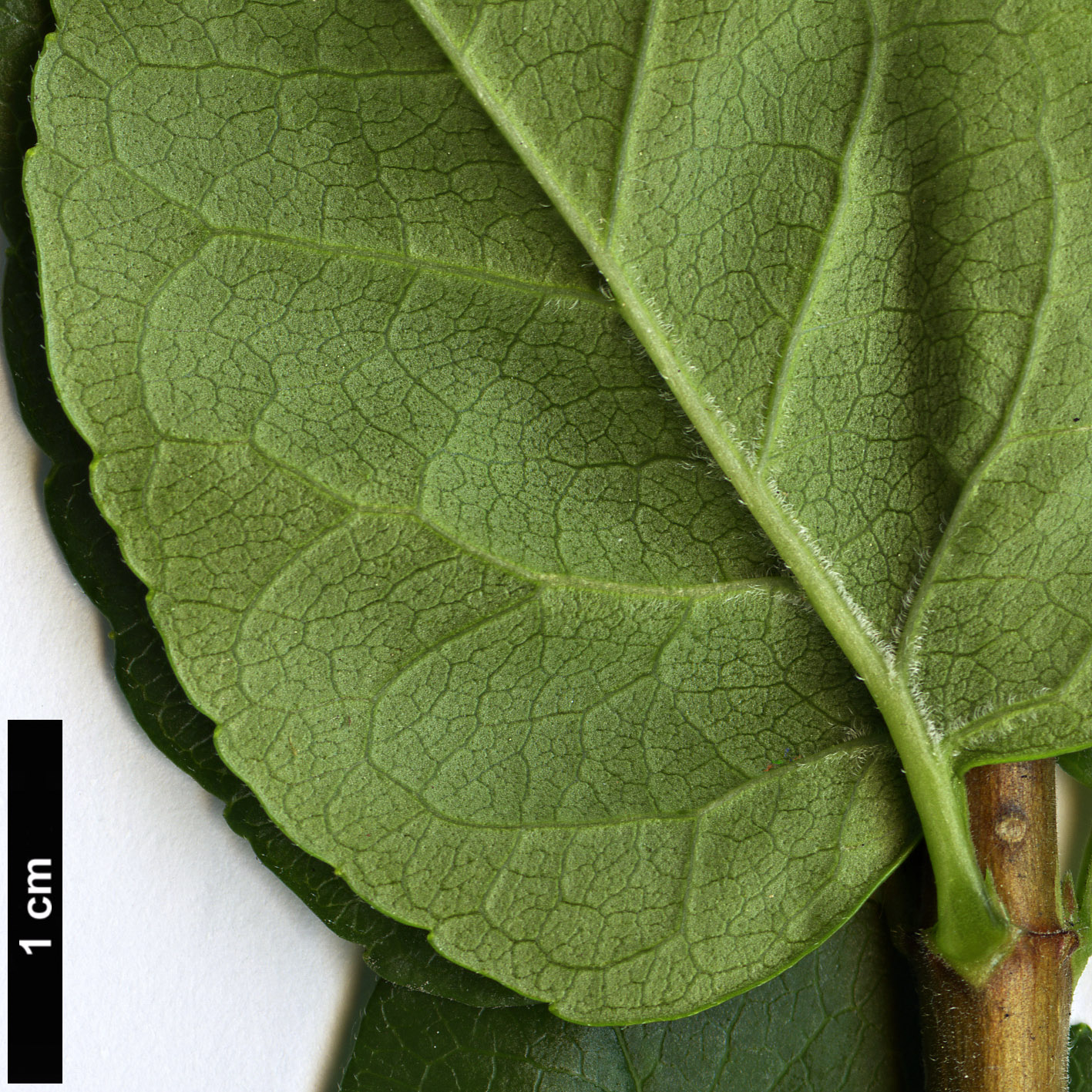 High resolution image: Family: Caprifoliaceae - Genus: Abelia - Taxon: chinensis