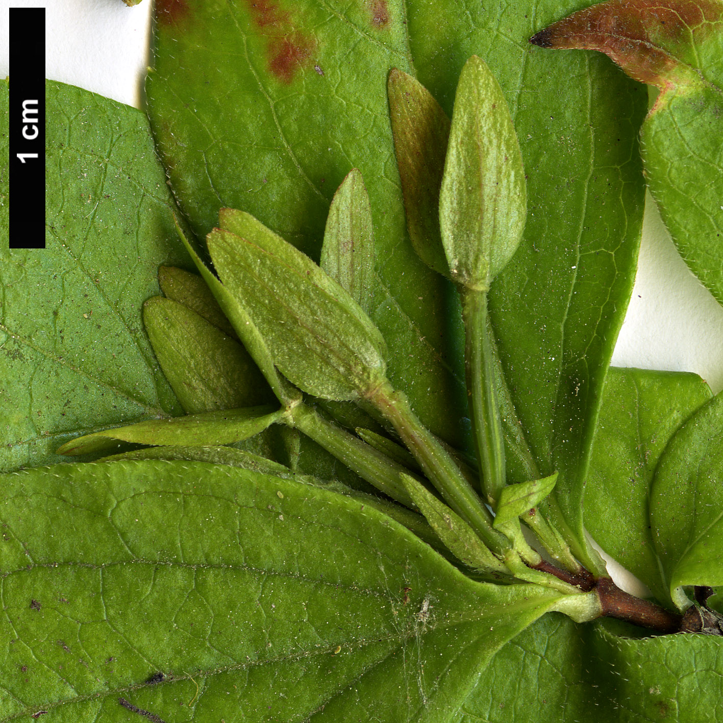 High resolution image: Family: Caprifoliaceae - Genus: Abelia - Taxon: uniflora