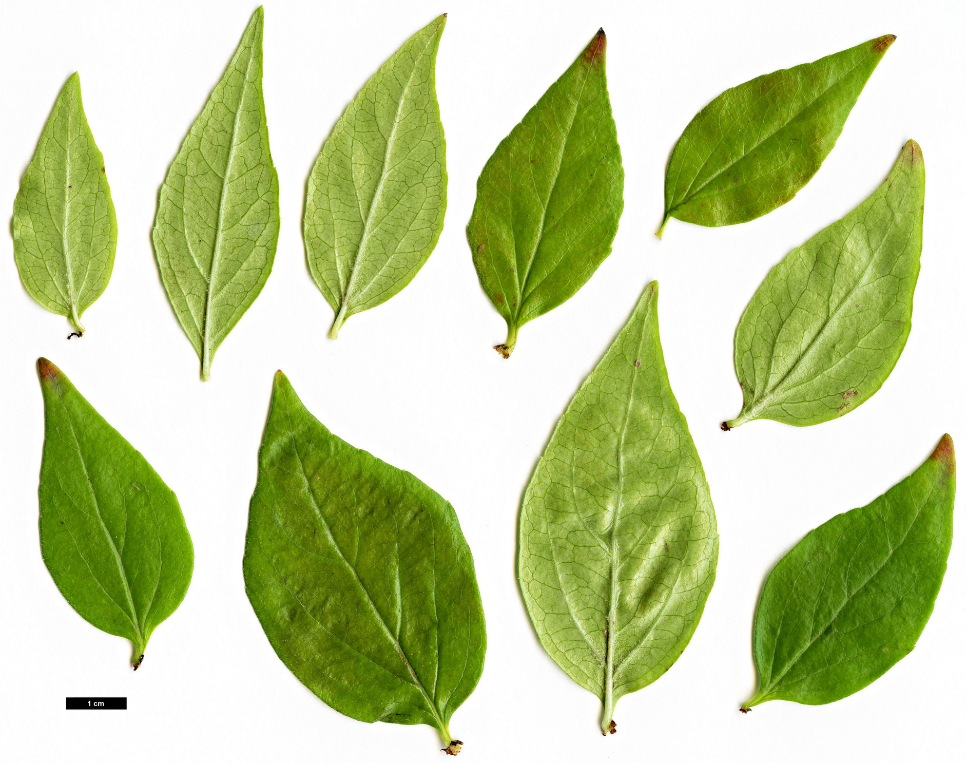 High resolution image: Family: Caprifoliaceae - Genus: Abelia - Taxon: uniflora