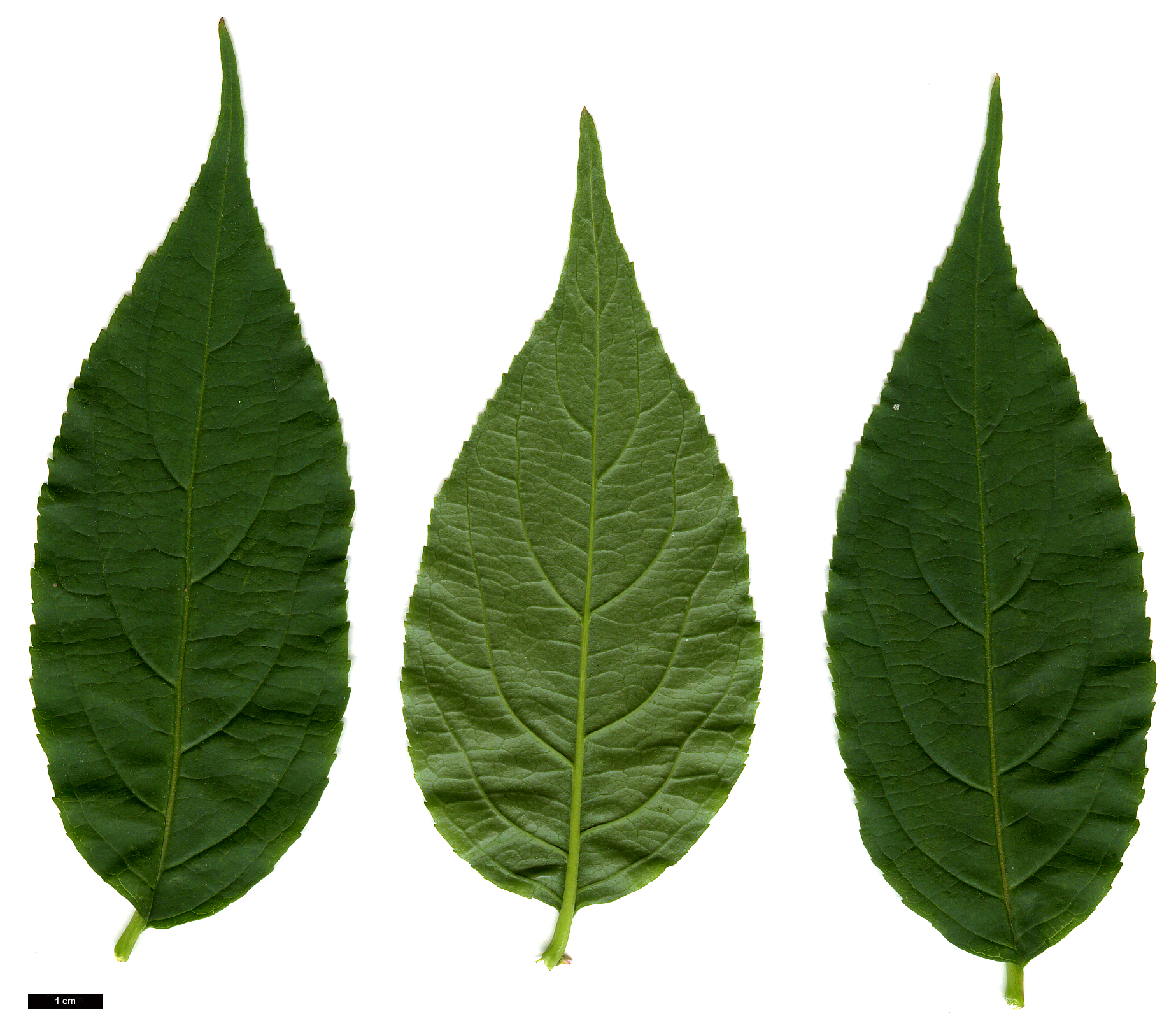 High resolution image: Family: Caprifoliaceae - Genus: Diervilla - Taxon: lonicera