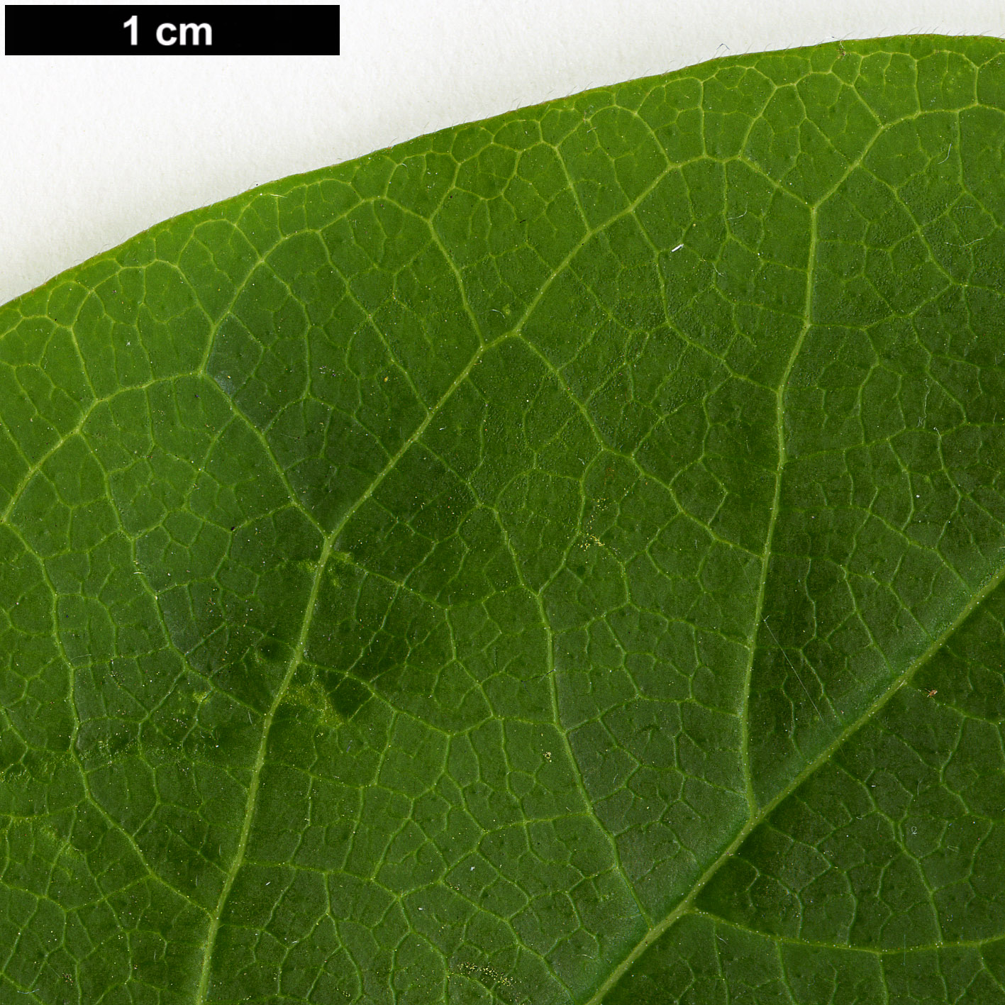 High resolution image: Family: Caprifoliaceae - Genus: Dipelta - Taxon: floribunda