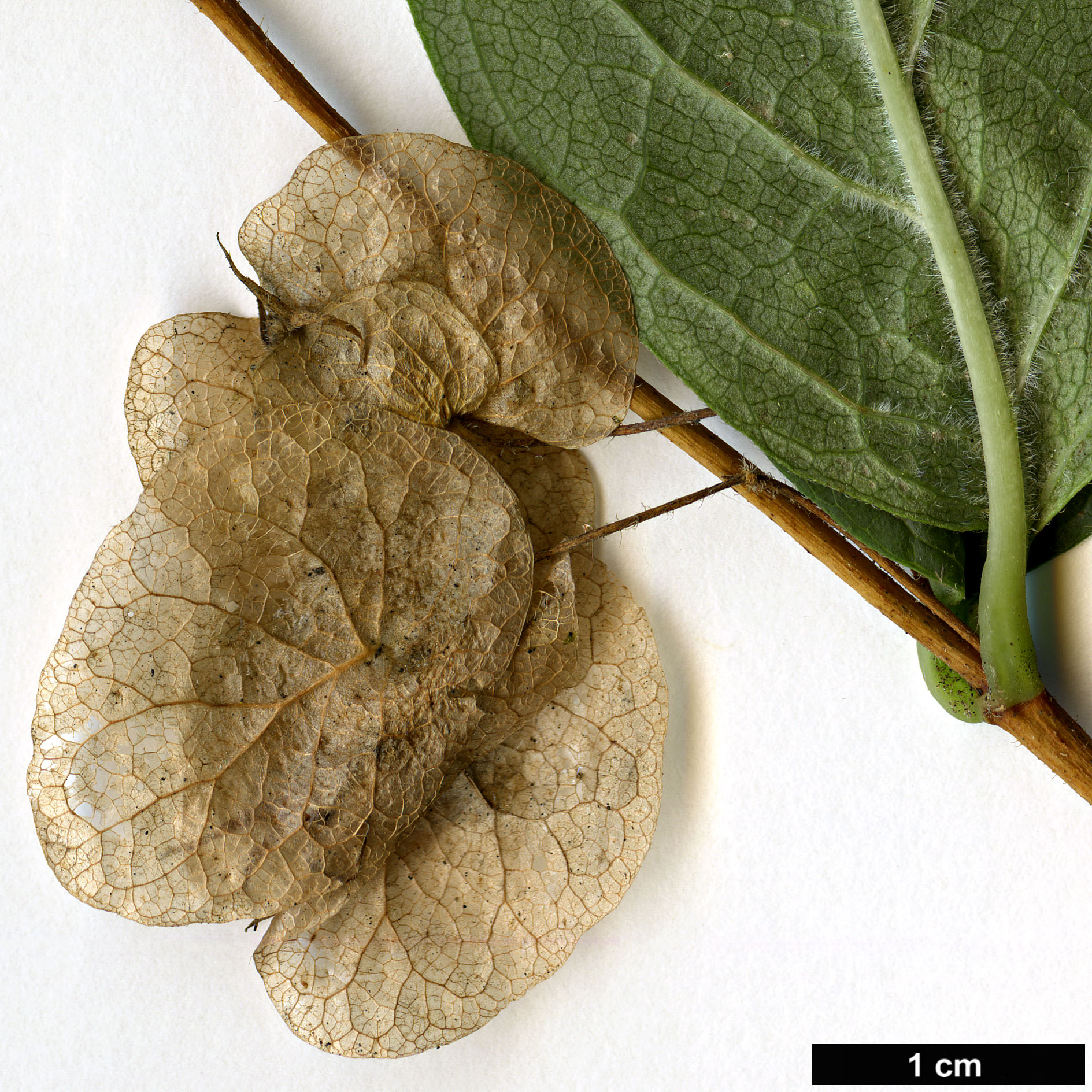 High resolution image: Family: Caprifoliaceae - Genus: Dipelta - Taxon: yunnanensis