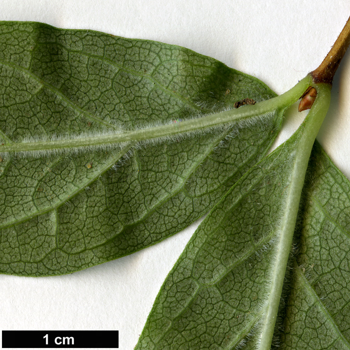 High resolution image: Family: Caprifoliaceae - Genus: Dipelta - Taxon: yunnanensis