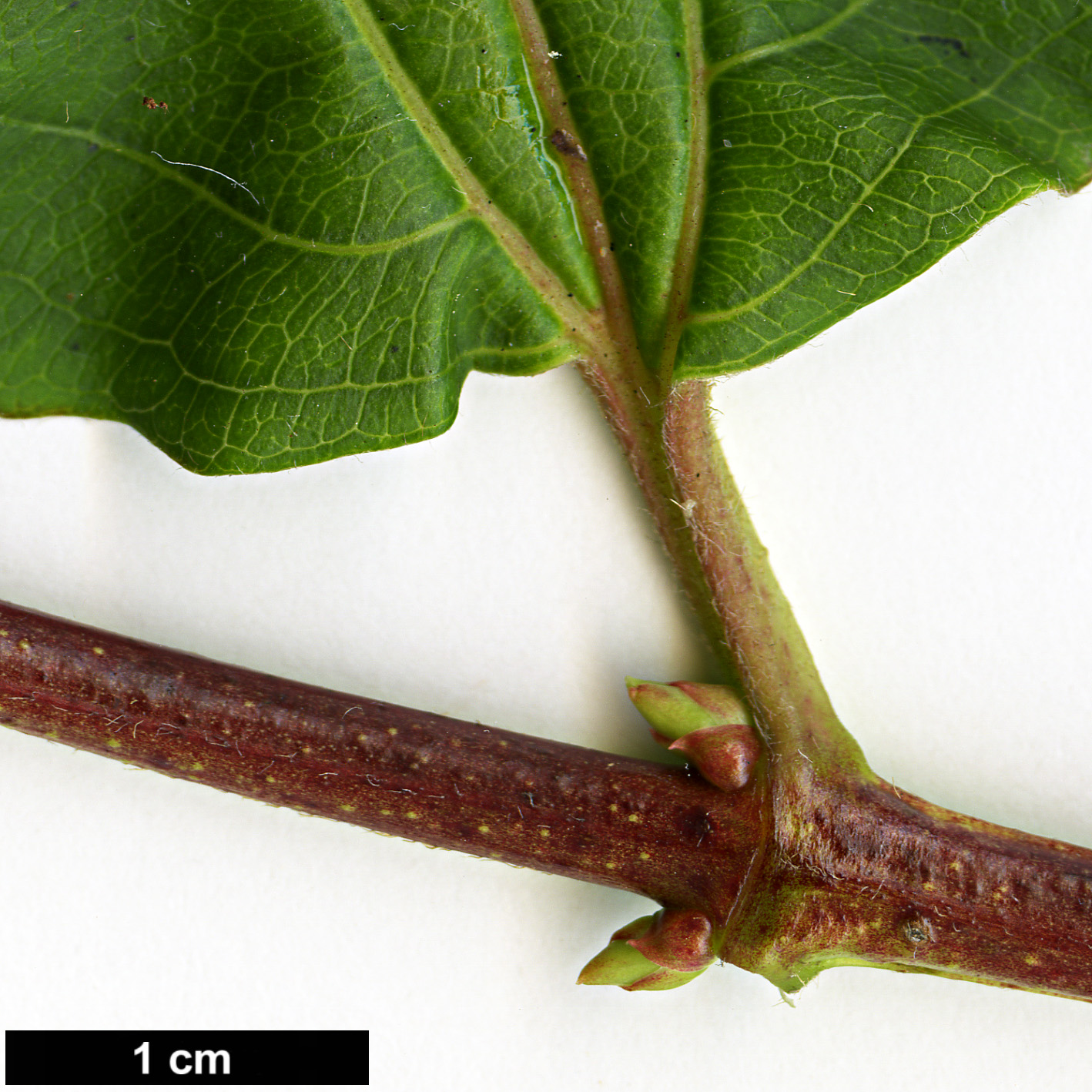 High resolution image: Family: Caprifoliaceae - Genus: Heptacodium - Taxon: miconioides
