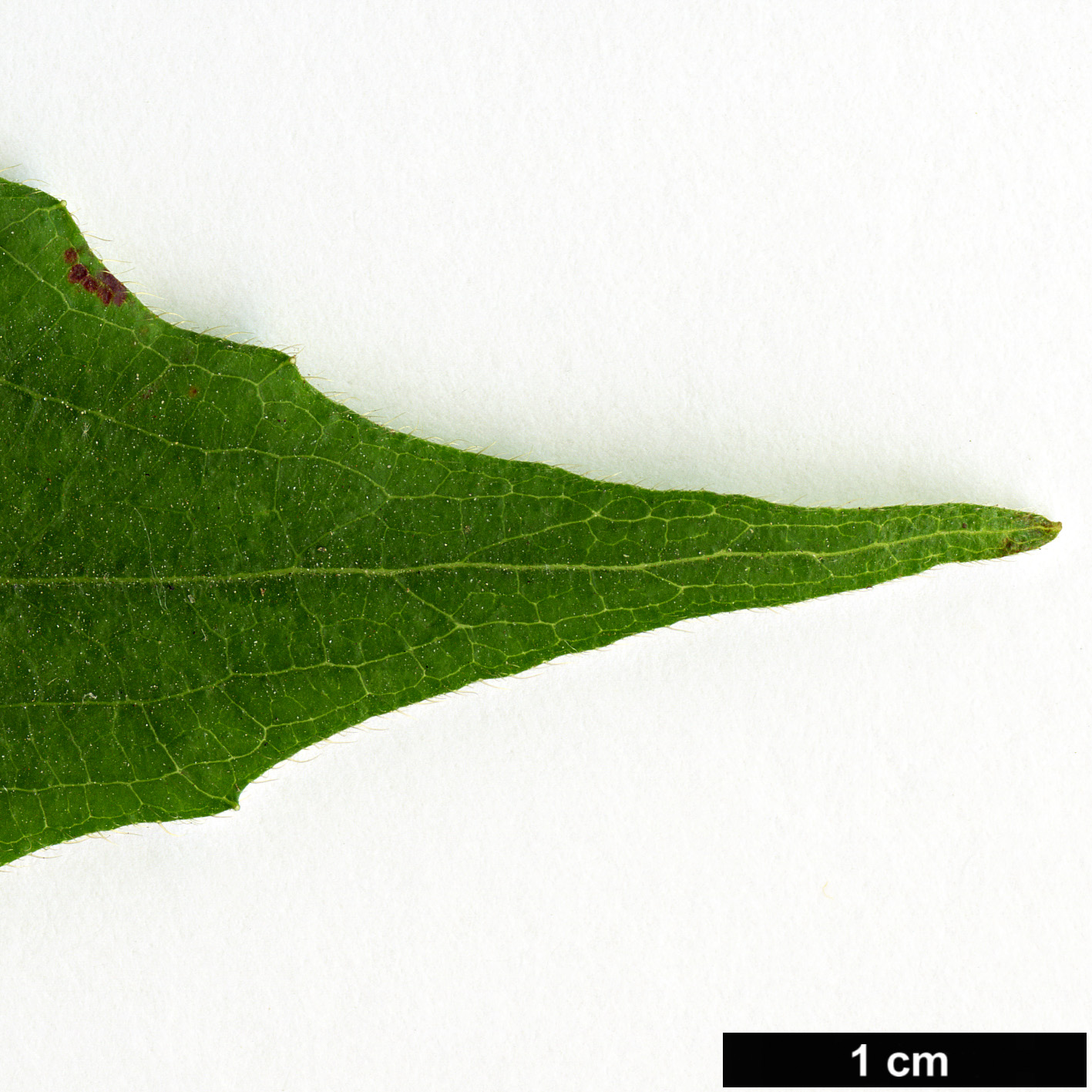 High resolution image: Family: Caprifoliaceae - Genus: Kolkwitzia - Taxon: amabilis