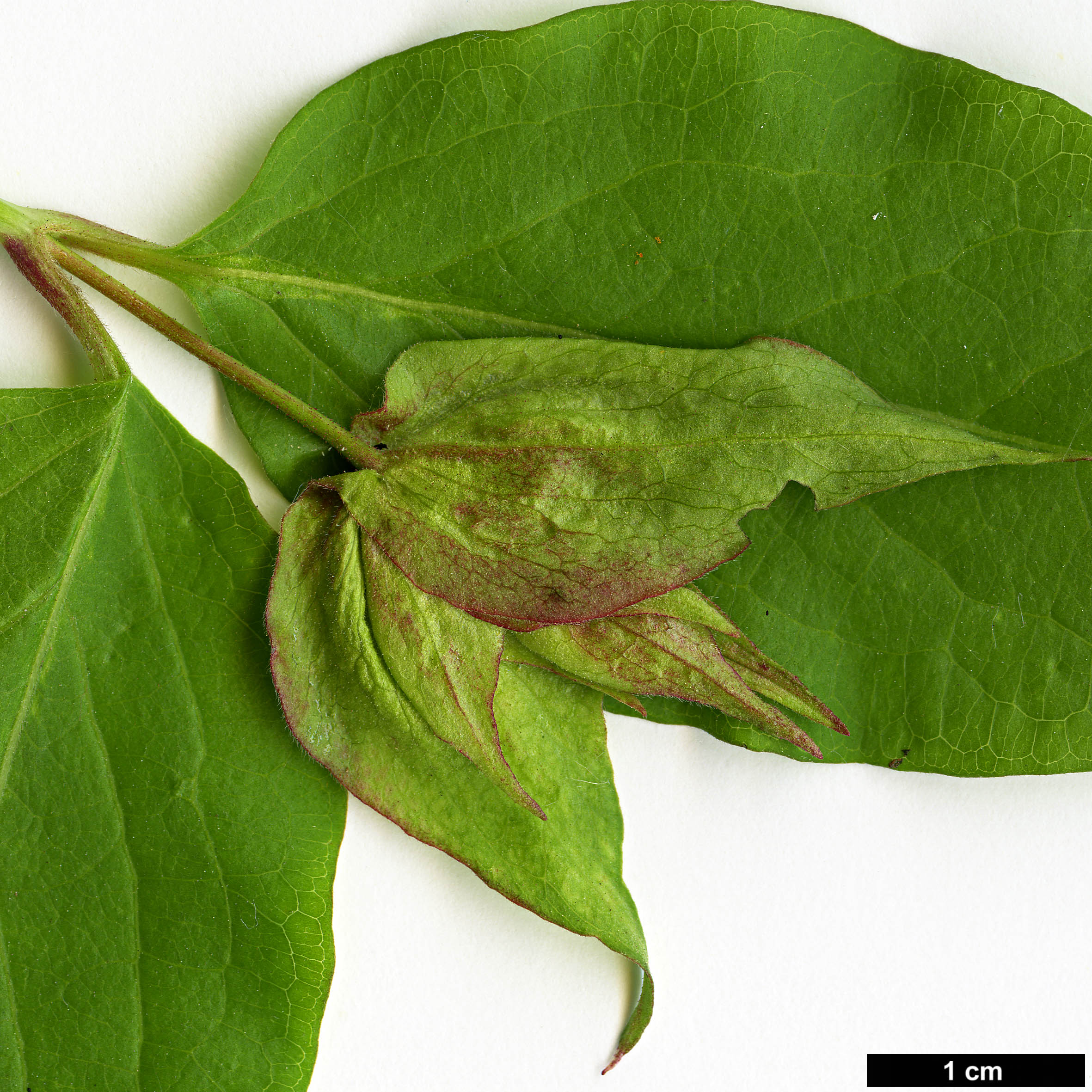 High resolution image: Family: Caprifoliaceae - Genus: Leycesteria - Taxon: formosa