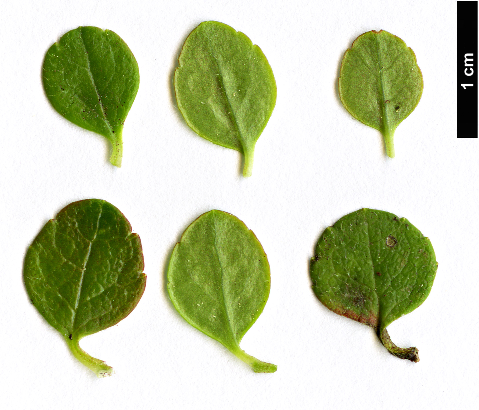 High resolution image: Family: Caprifoliaceae - Genus: Linnaea - Taxon: borealis