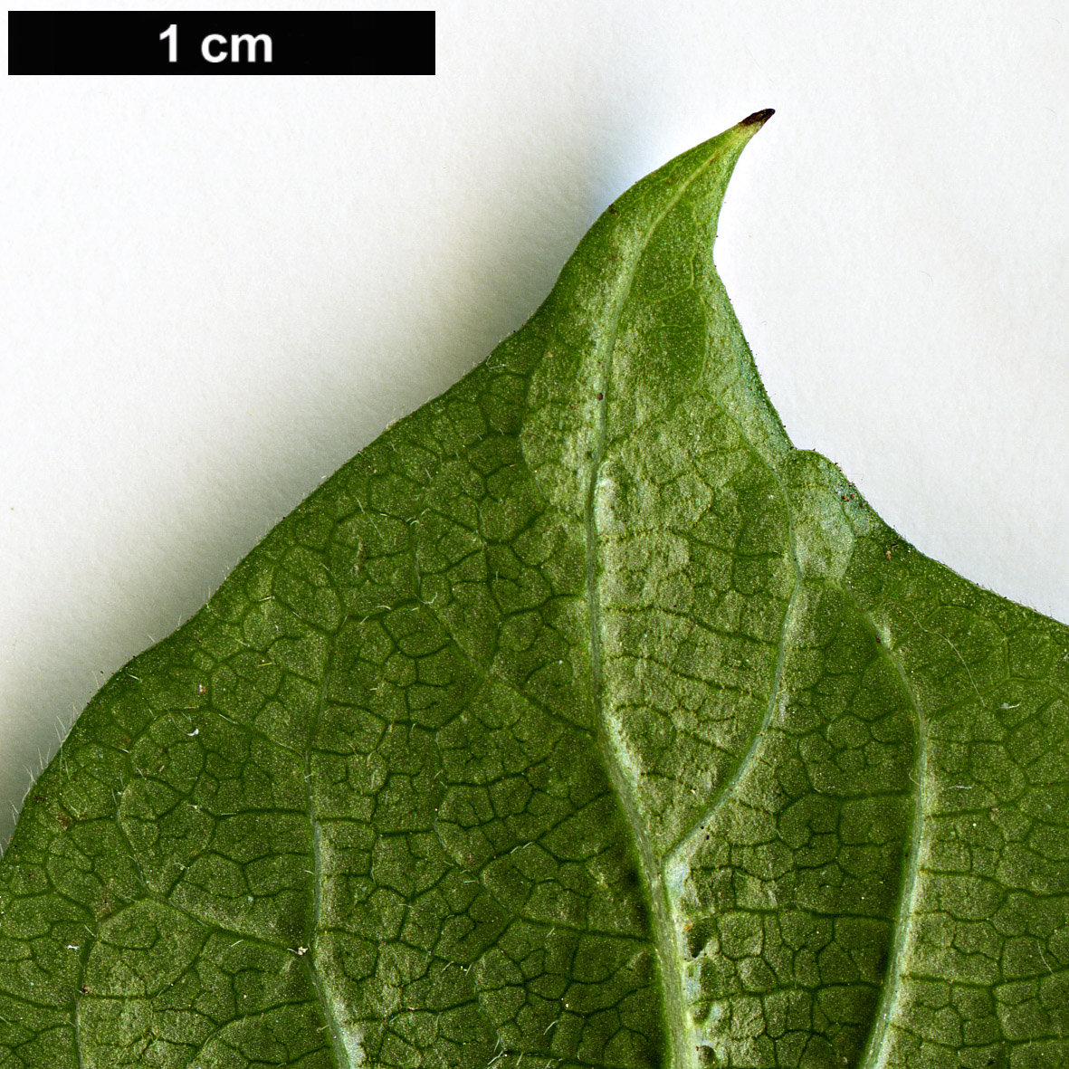 High resolution image: Family: Caprifoliaceae - Genus: Lonicera - Taxon: alpigena