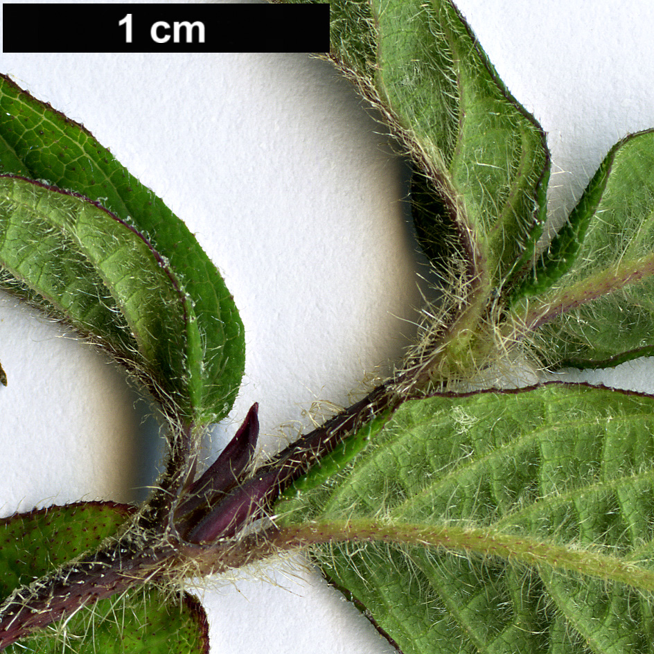 High resolution image: Family: Caprifoliaceae - Genus: Lonicera - Taxon: chaetocarpa