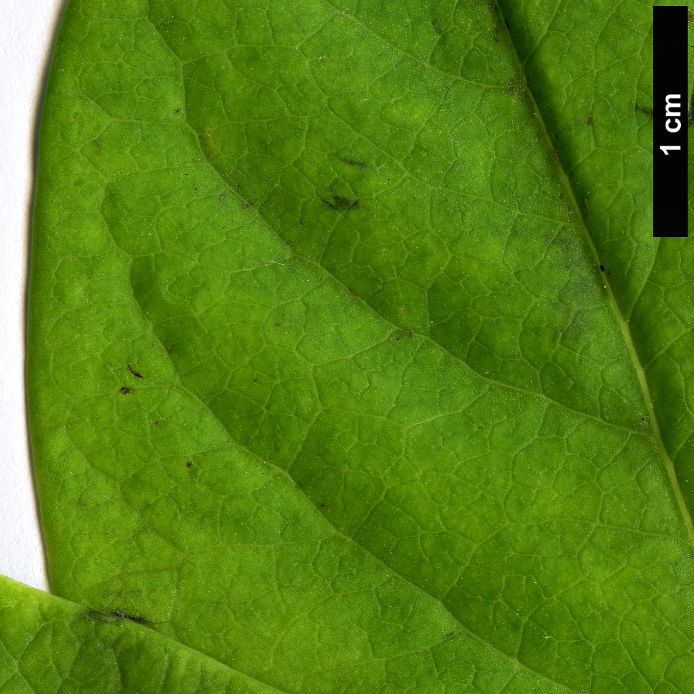 High resolution image: Family: Caprifoliaceae - Genus: Lonicera - Taxon: dioica