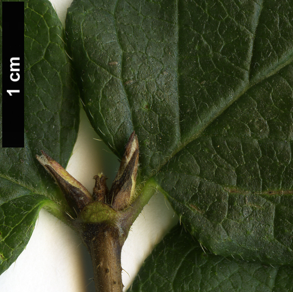 High resolution image: Family: Caprifoliaceae - Genus: Lonicera - Taxon: ferdinandii