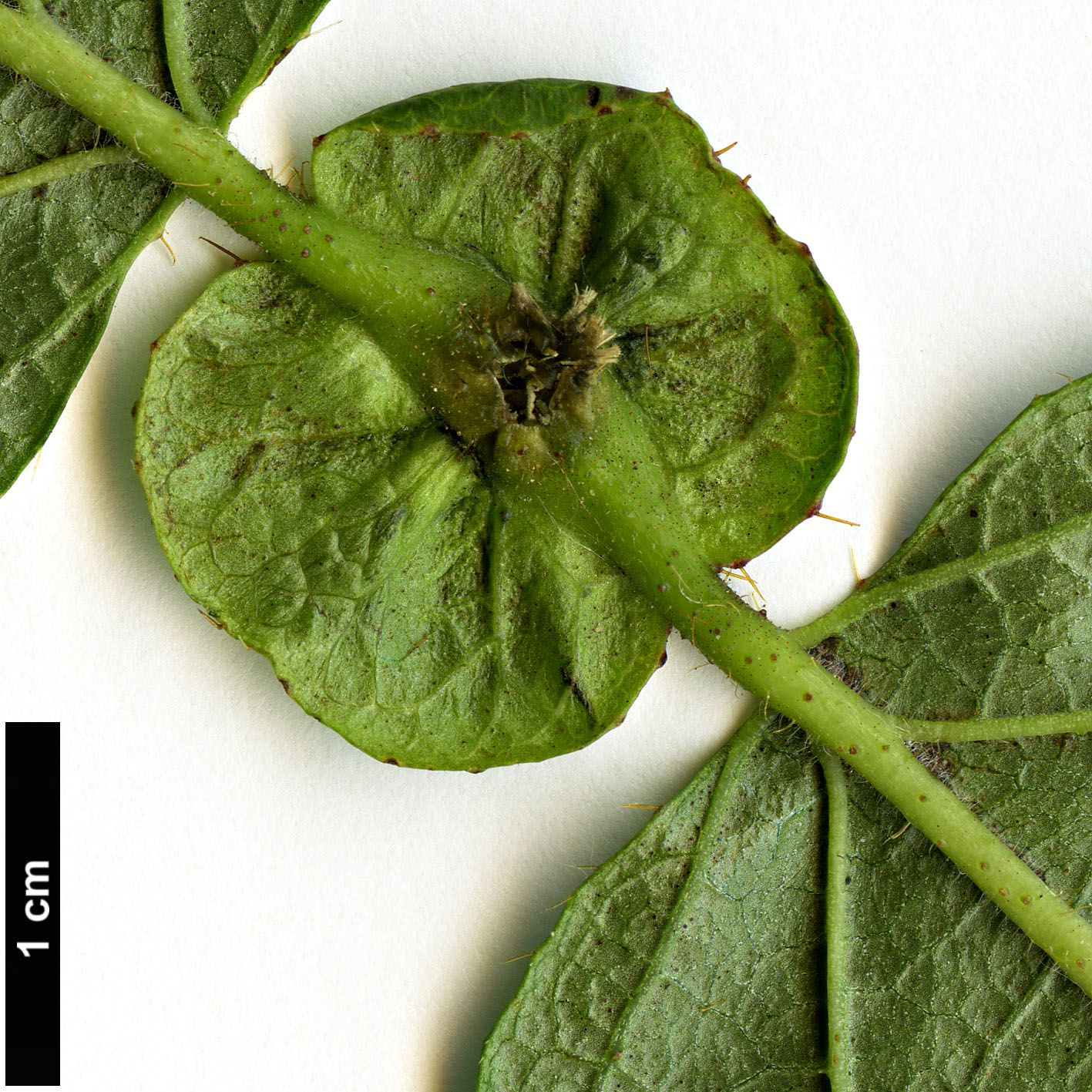 High resolution image: Family: Caprifoliaceae - Genus: Lonicera - Taxon: ferdinandii