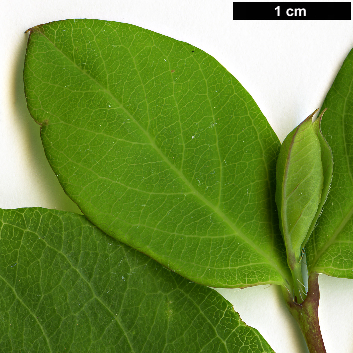 High resolution image: Family: Caprifoliaceae - Genus: Lonicera - Taxon: fragrantissima