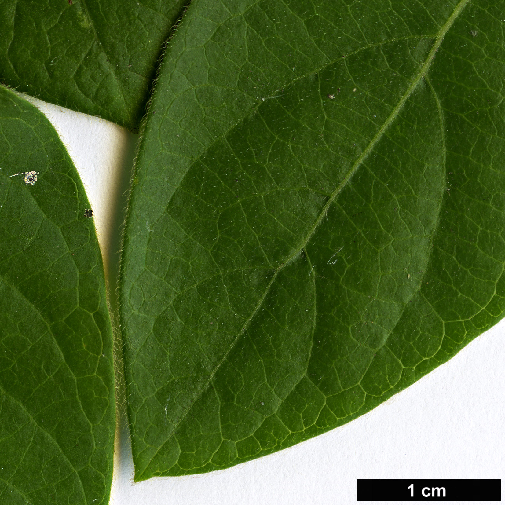 High resolution image: Family: Caprifoliaceae - Genus: Lonicera - Taxon: japonica