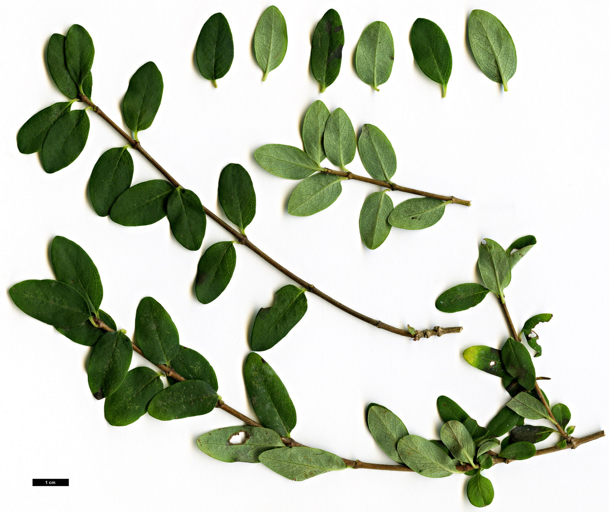 High resolution image: Family: Caprifoliaceae - Genus: Lonicera - Taxon: myrtillus