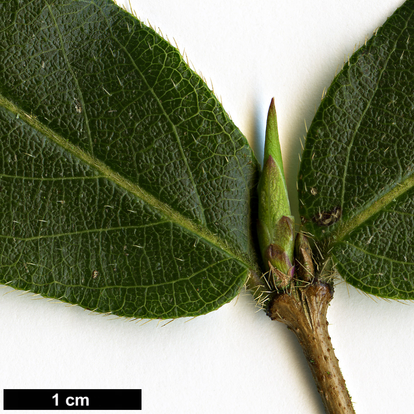 High resolution image: Family: Caprifoliaceae - Genus: Lonicera - Taxon: standishii