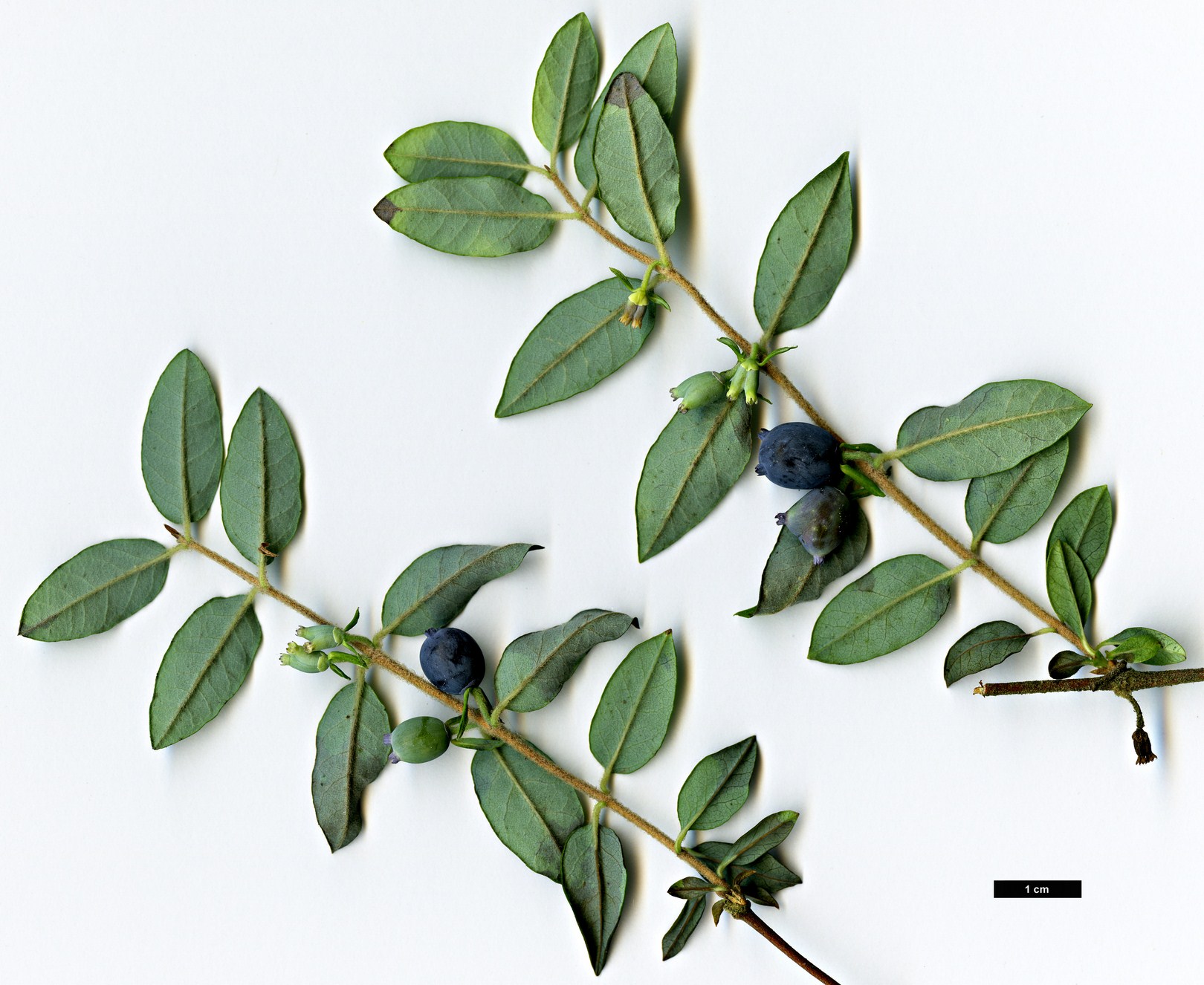 High resolution image: Family: Caprifoliaceae - Genus: Lonicera - Taxon: tomentella