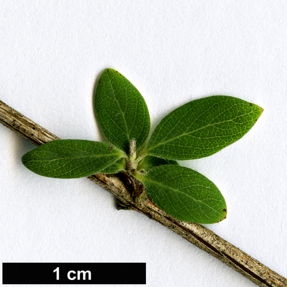 High resolution image: Family: Caprifoliaceae - Genus: Symphoricarpos - Taxon: microphyllus