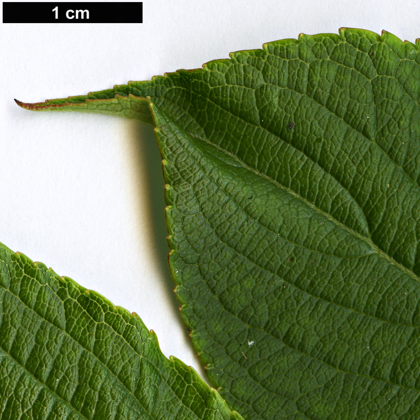 High resolution image: Family: Caprifoliaceae - Genus: Weigela - Taxon: decora