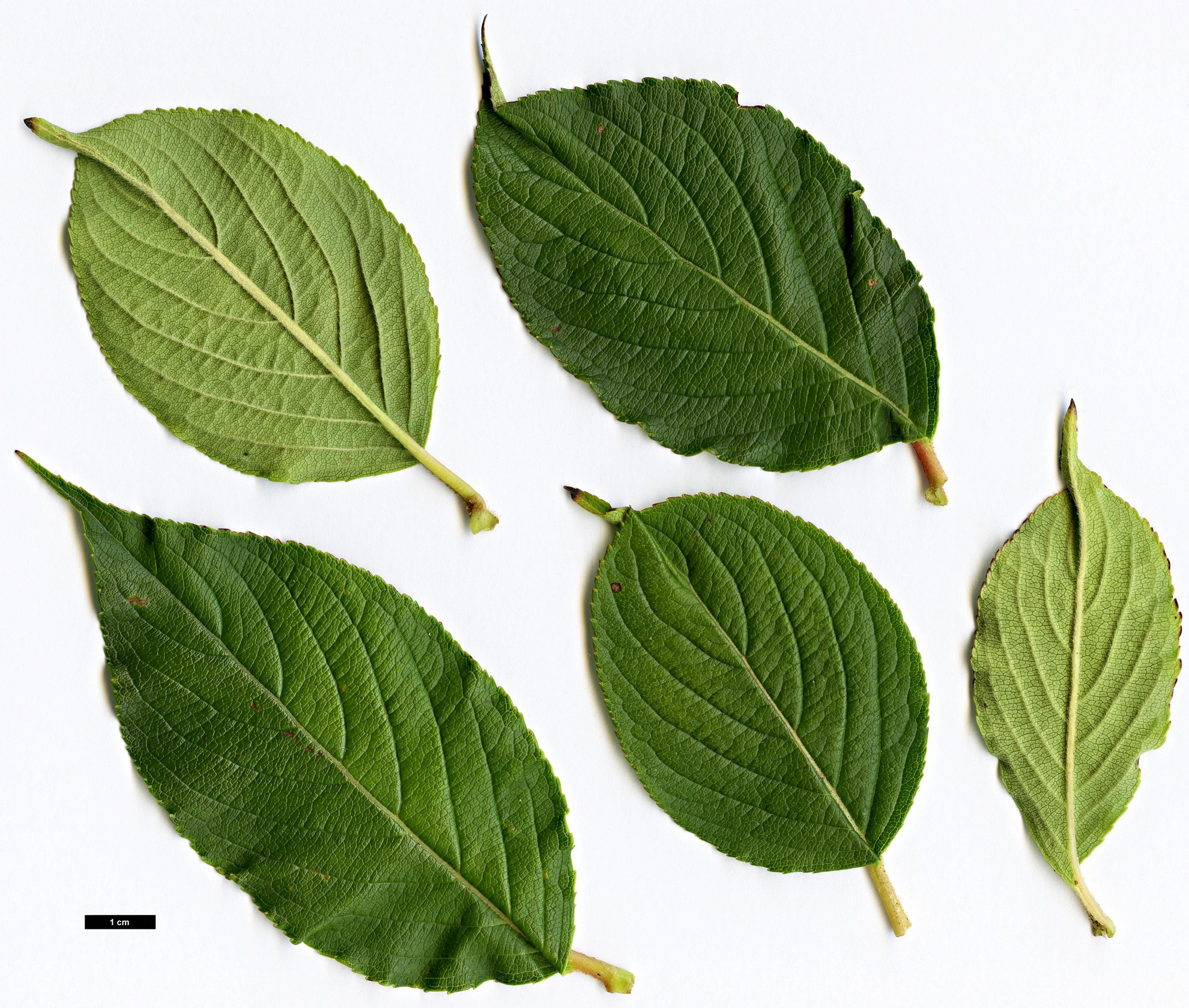 High resolution image: Family: Caprifoliaceae - Genus: Weigela - Taxon: decora