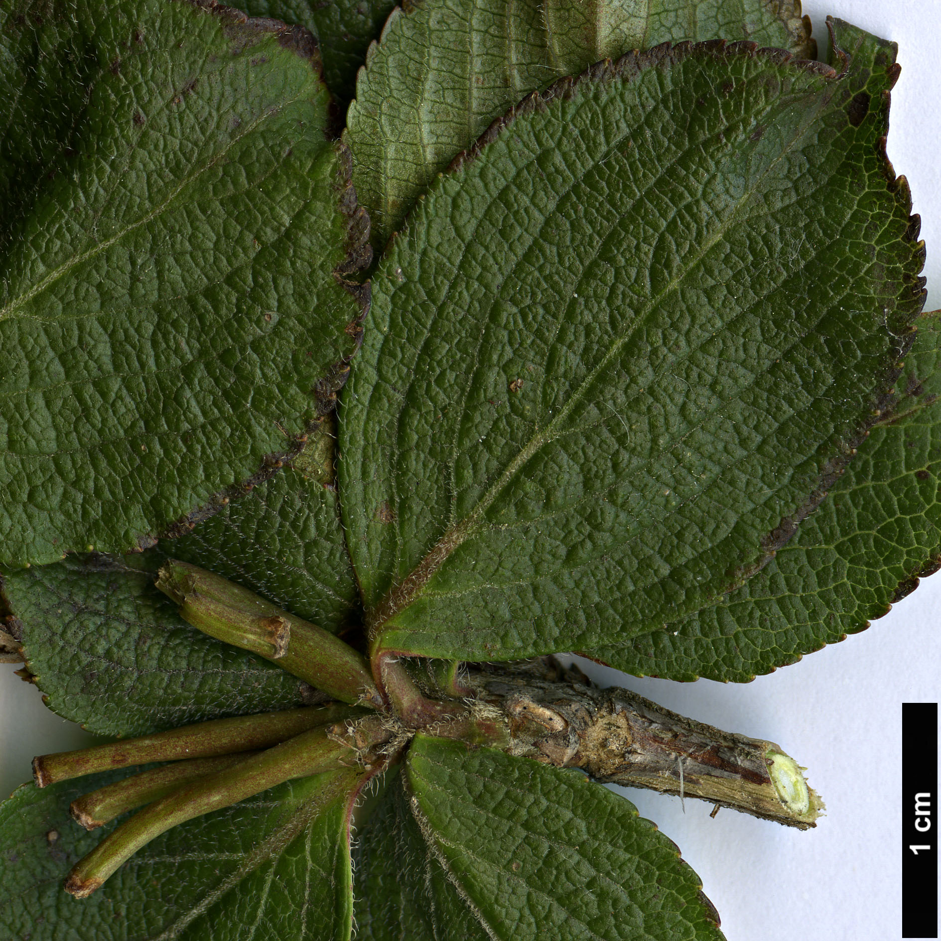 High resolution image: Family: Caprifoliaceae - Genus: Weigela - Taxon: florida