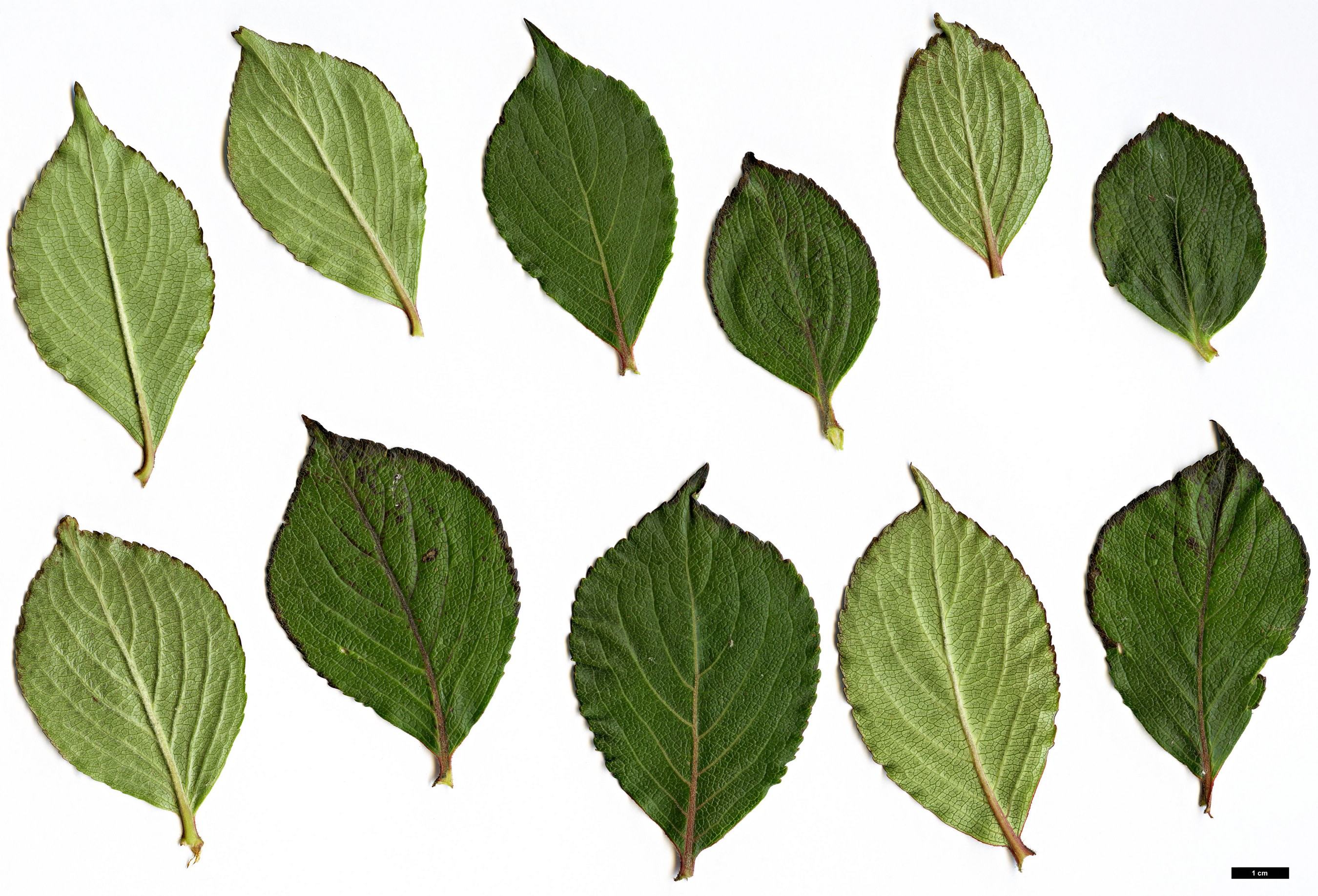 High resolution image: Family: Caprifoliaceae - Genus: Weigela - Taxon: florida