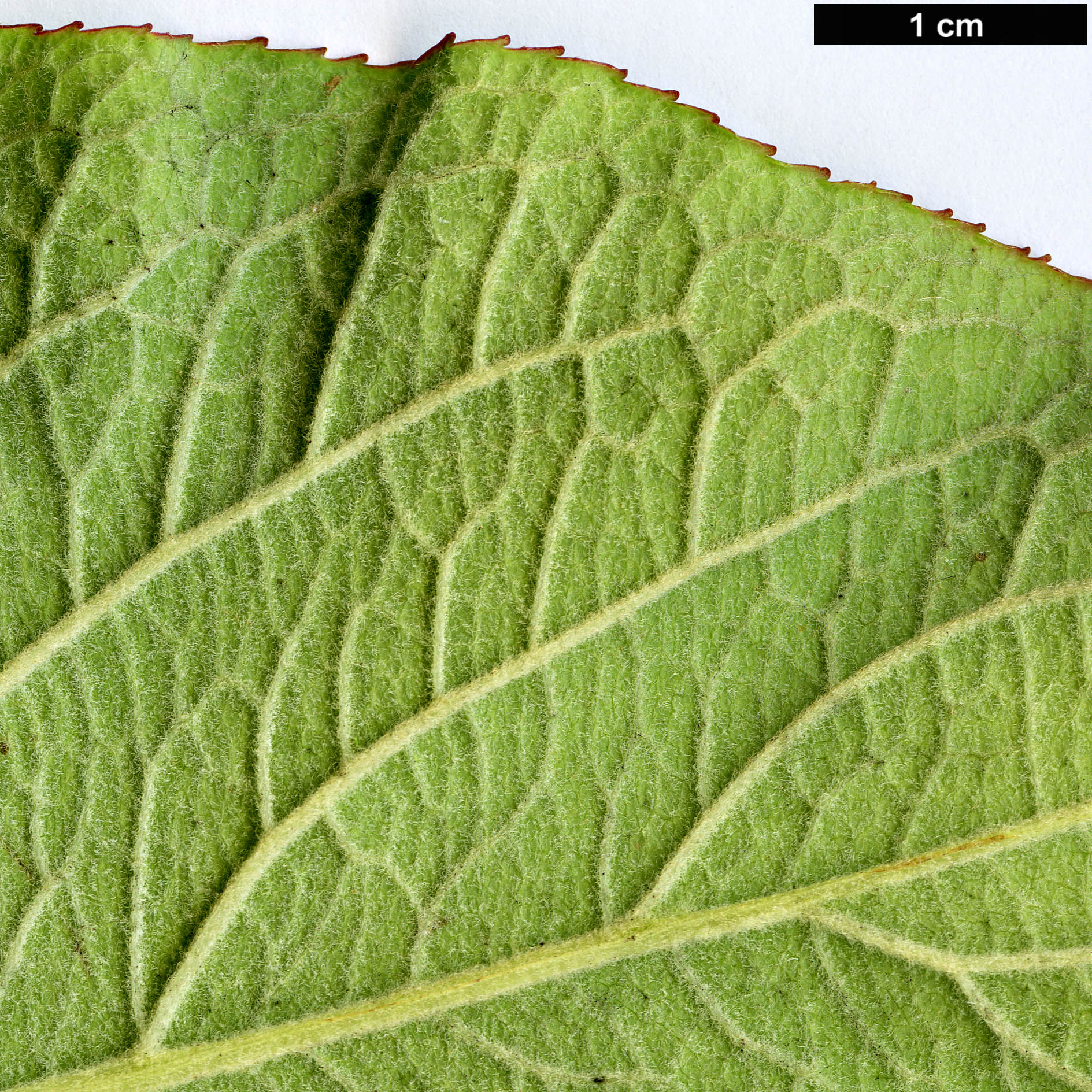 High resolution image: Family: Caprifoliaceae - Genus: Weigela - Taxon: hortensis