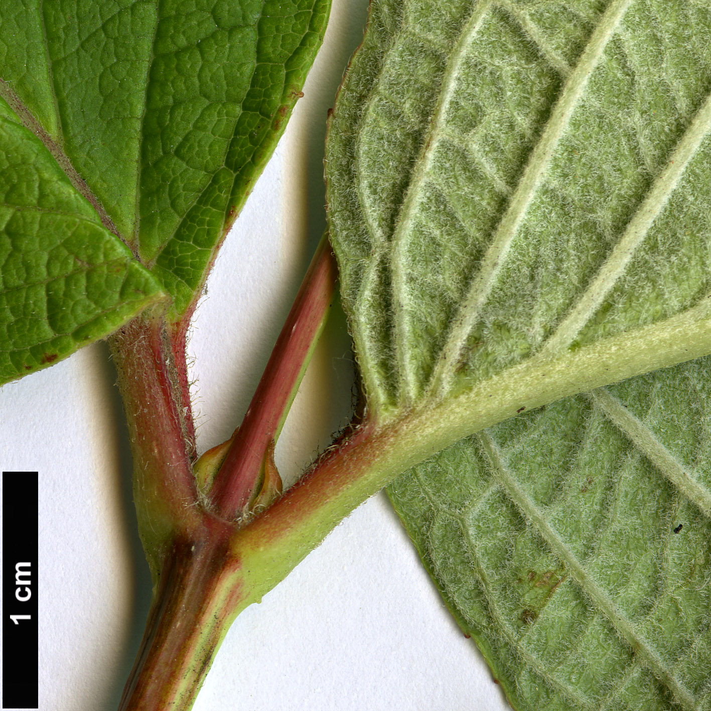 High resolution image: Family: Caprifoliaceae - Genus: Weigela - Taxon: hortensis