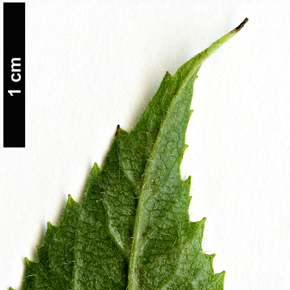 High resolution image: Family: Caprifoliaceae - Genus: Weigela - Taxon: middendorfiana