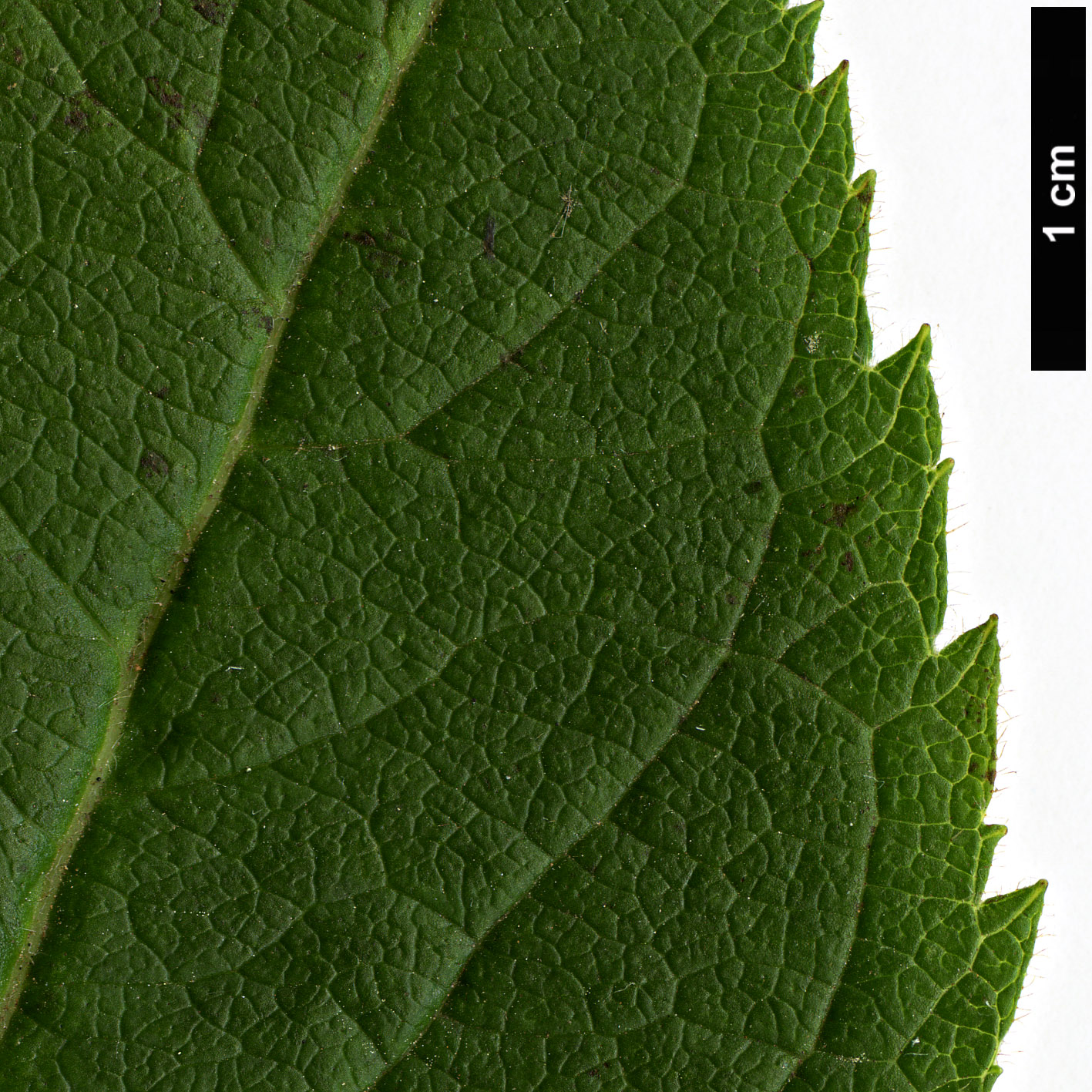 High resolution image: Family: Caprifoliaceae - Genus: Weigela - Taxon: middendorfiana