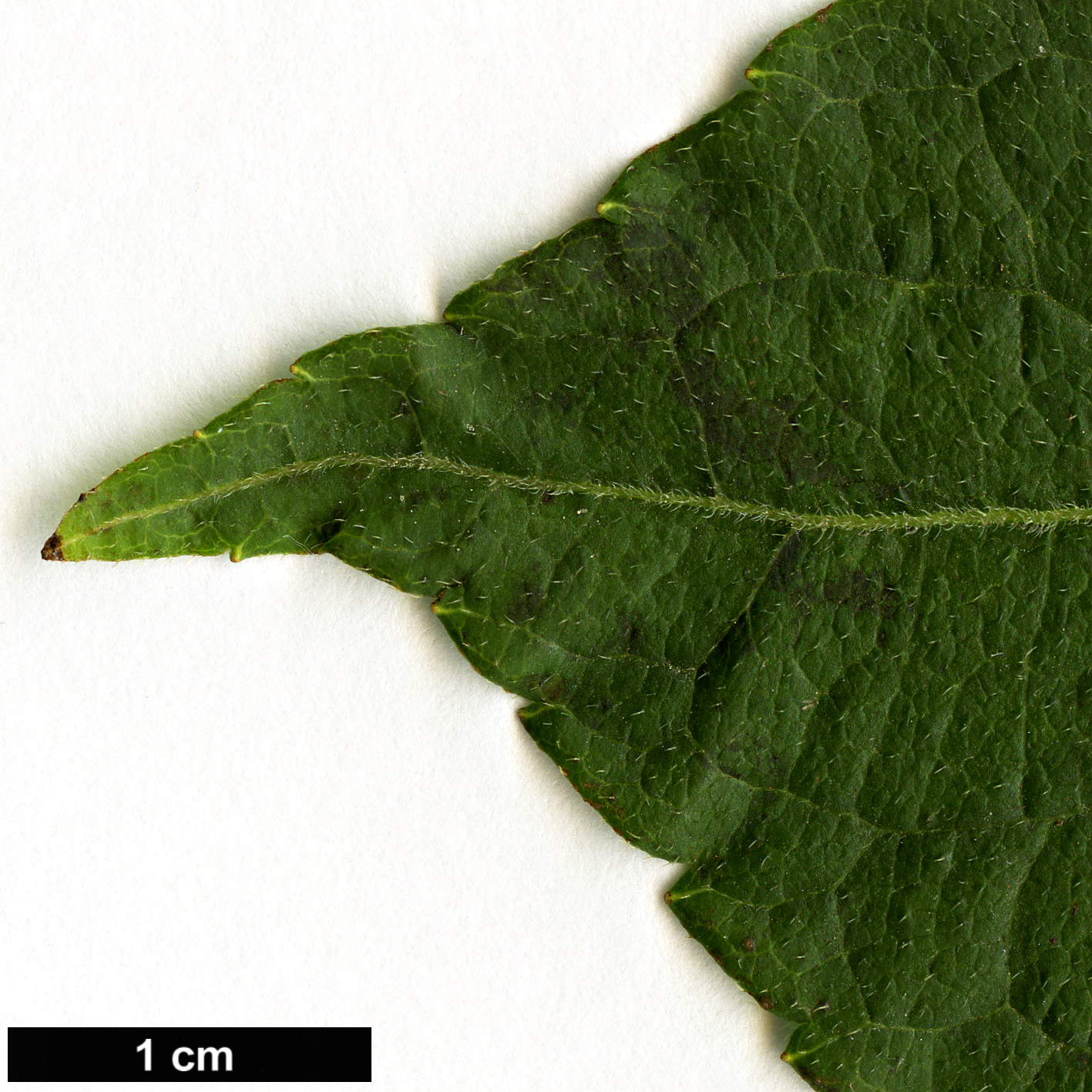 High resolution image: Family: Caprifoliaceae - Genus: Weigela - Taxon: praecox