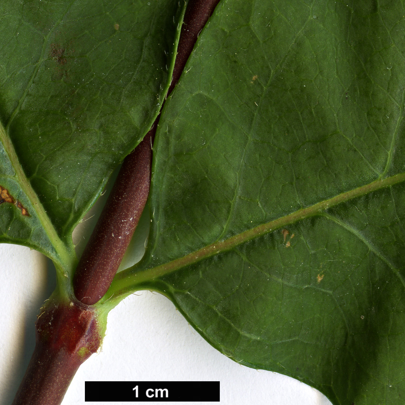 High resolution image: Family: Caprifoliaceae - Genus: Zabelia - Taxon: biflora