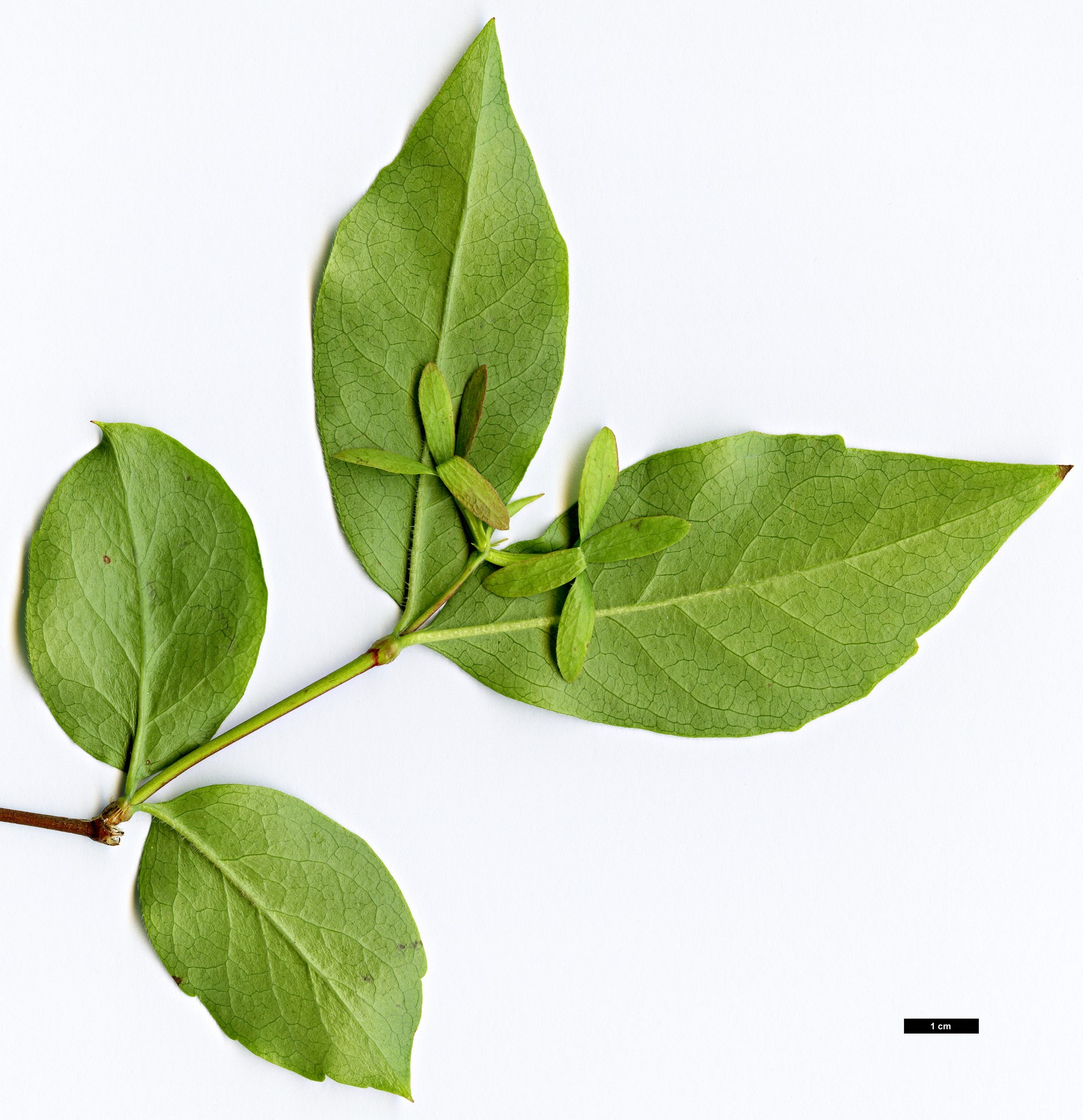 High resolution image: Family: Caprifoliaceae - Genus: Zabelia - Taxon: biflora