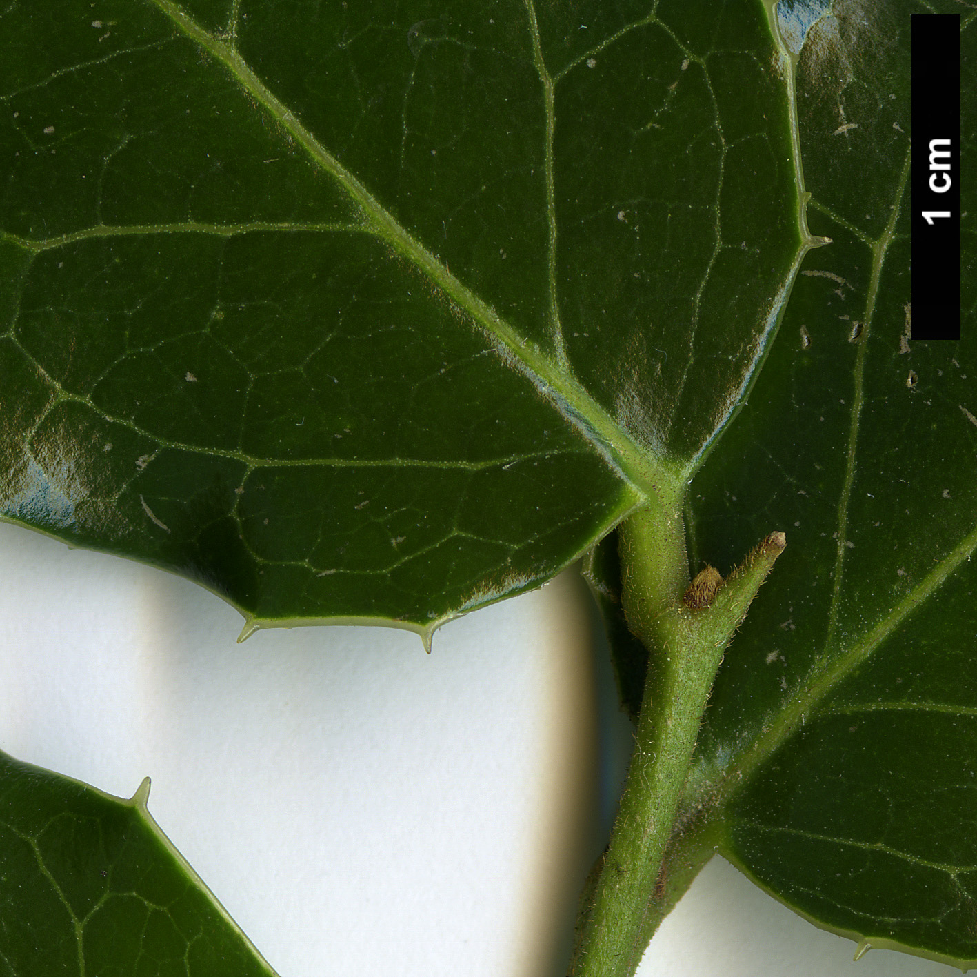High resolution image: Family: Cardiopteridaceae - Genus: Citronella - Taxon: mucronata